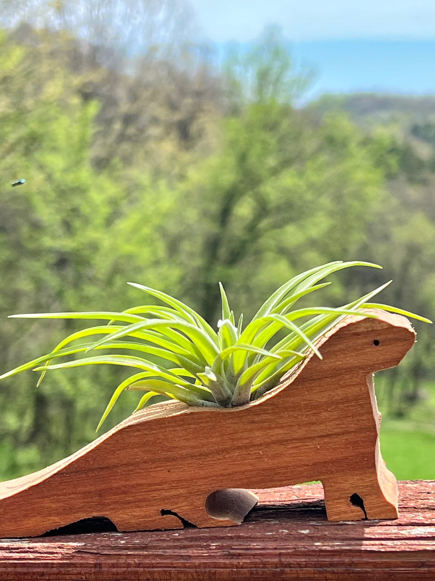 Wooden Display With Assorted Air Plant - Made In Wisconsin (Limited Qty)