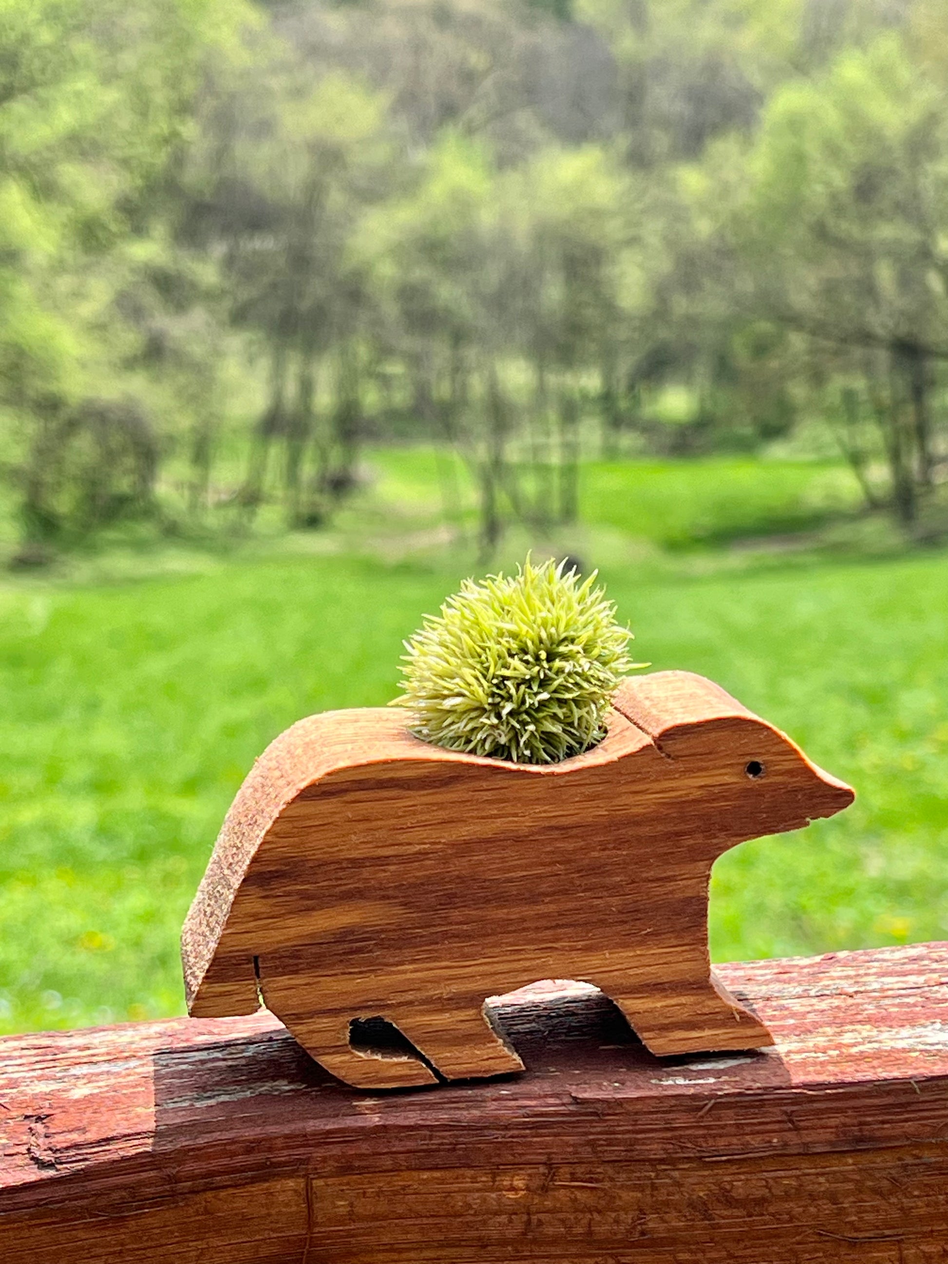 air plant wood display Wooden Display With Assorted Air Plant - Made In Wisconsin (Limited Qty)