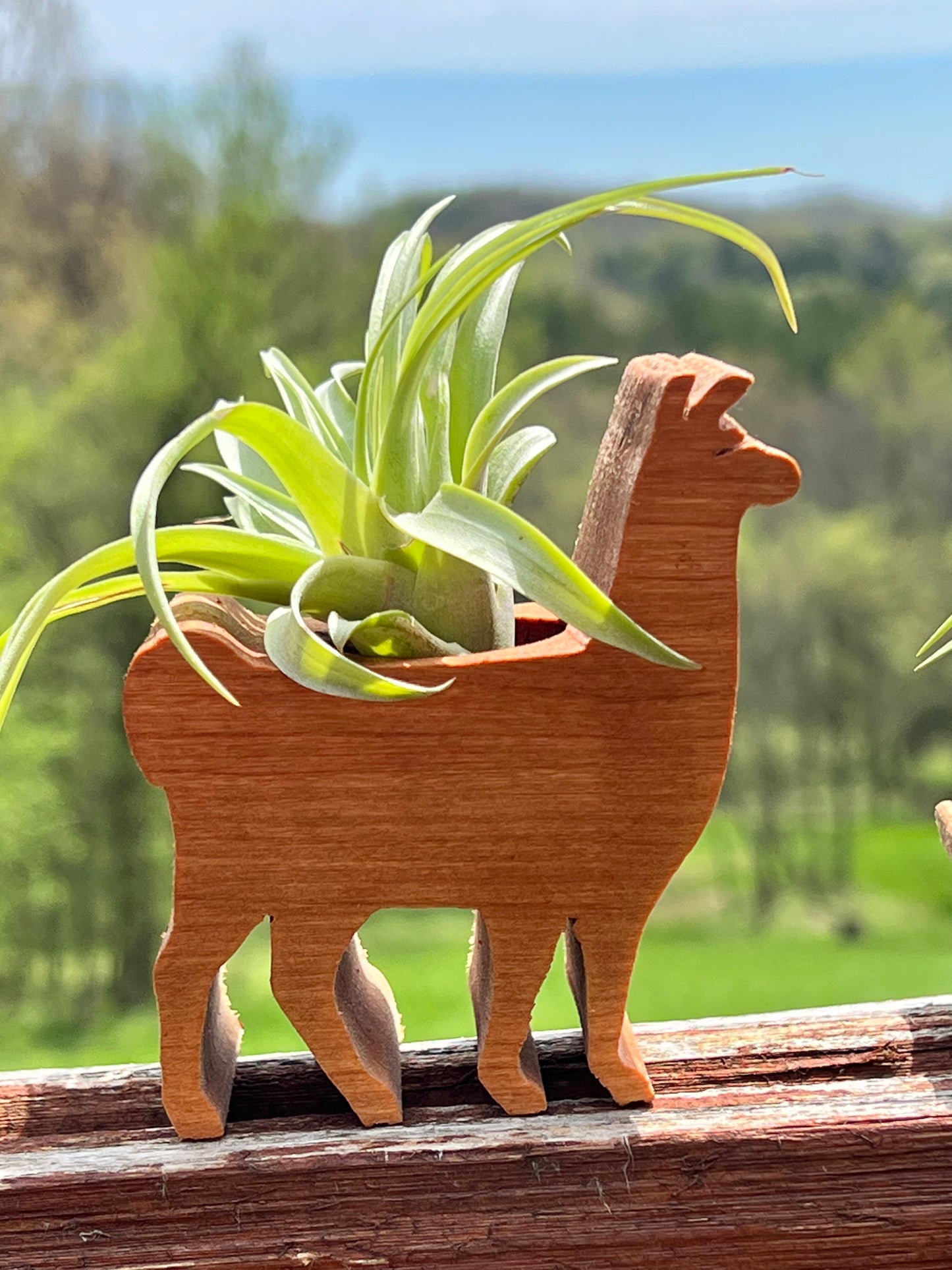 Wooden Display With Assorted Air Plant - Made In Wisconsin (Limited Qty)