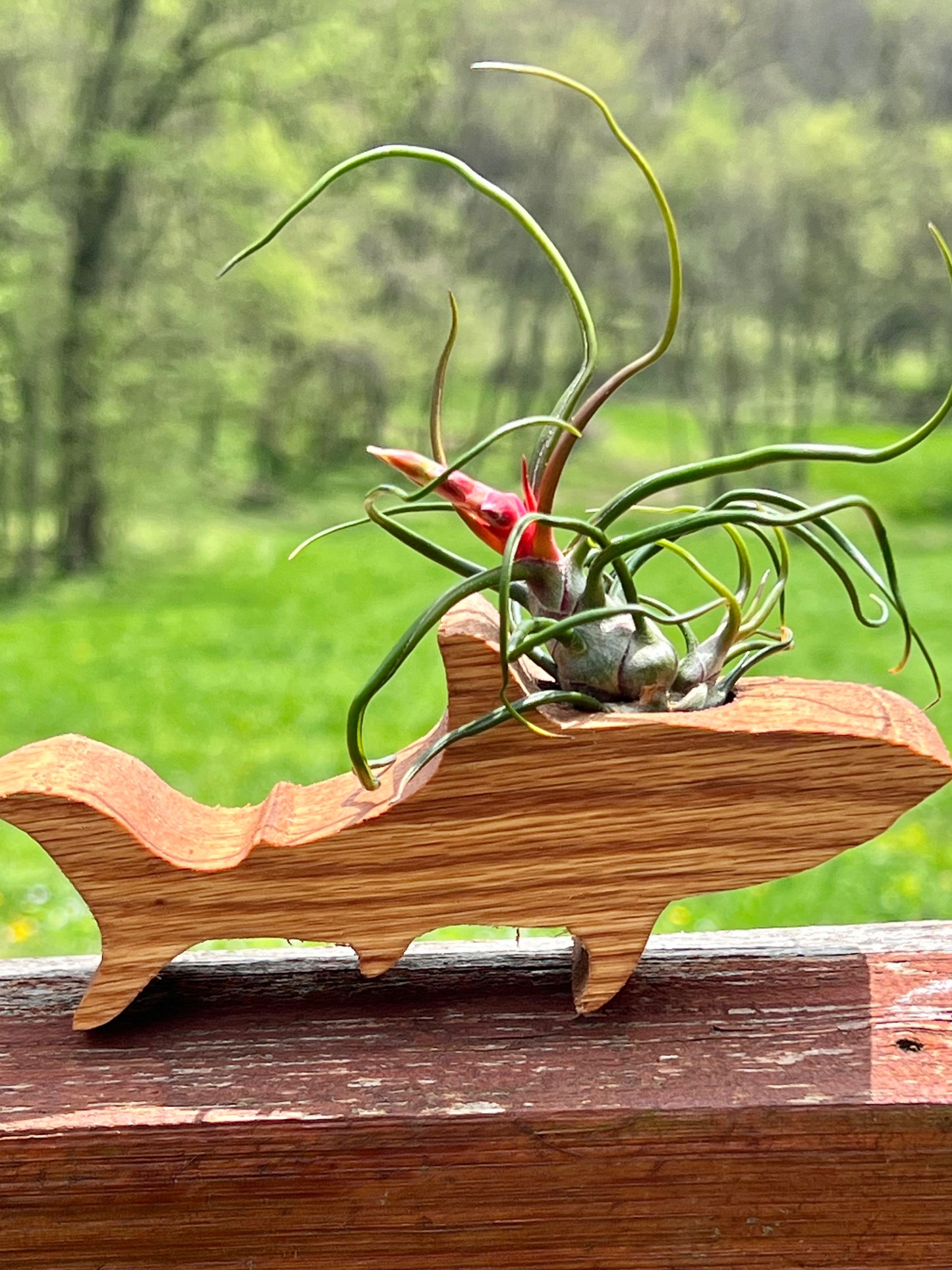 Wooden Display With Assorted Air Plant - Made In Wisconsin (Limited Qty)