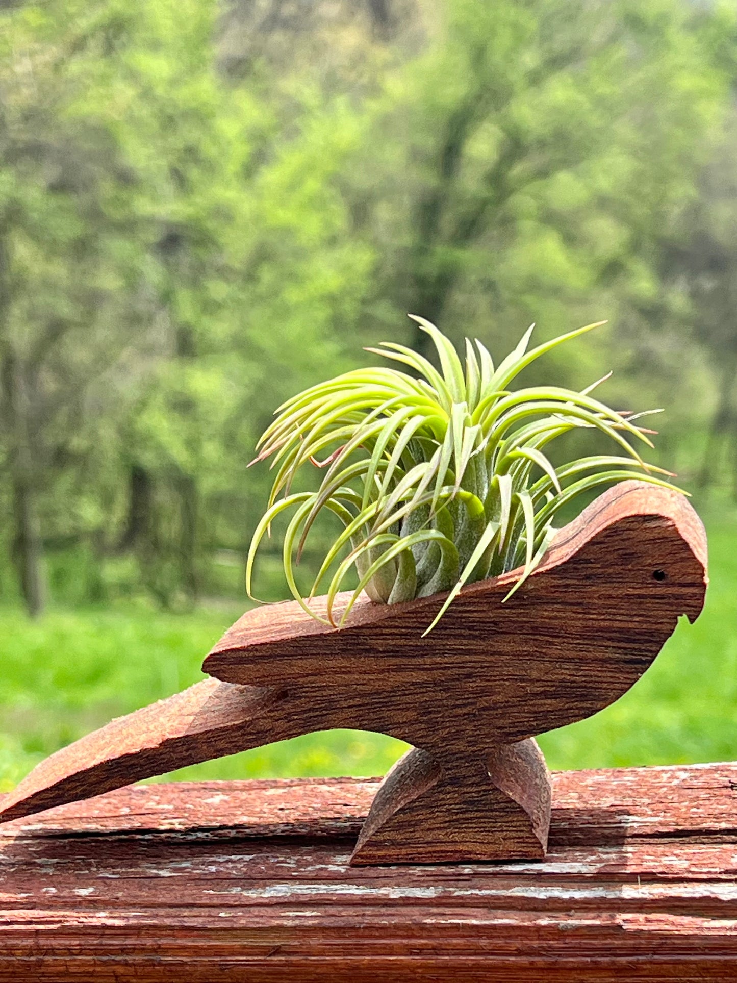 Wooden Display With Assorted Air Plant - Made In Wisconsin (Limited Qty)