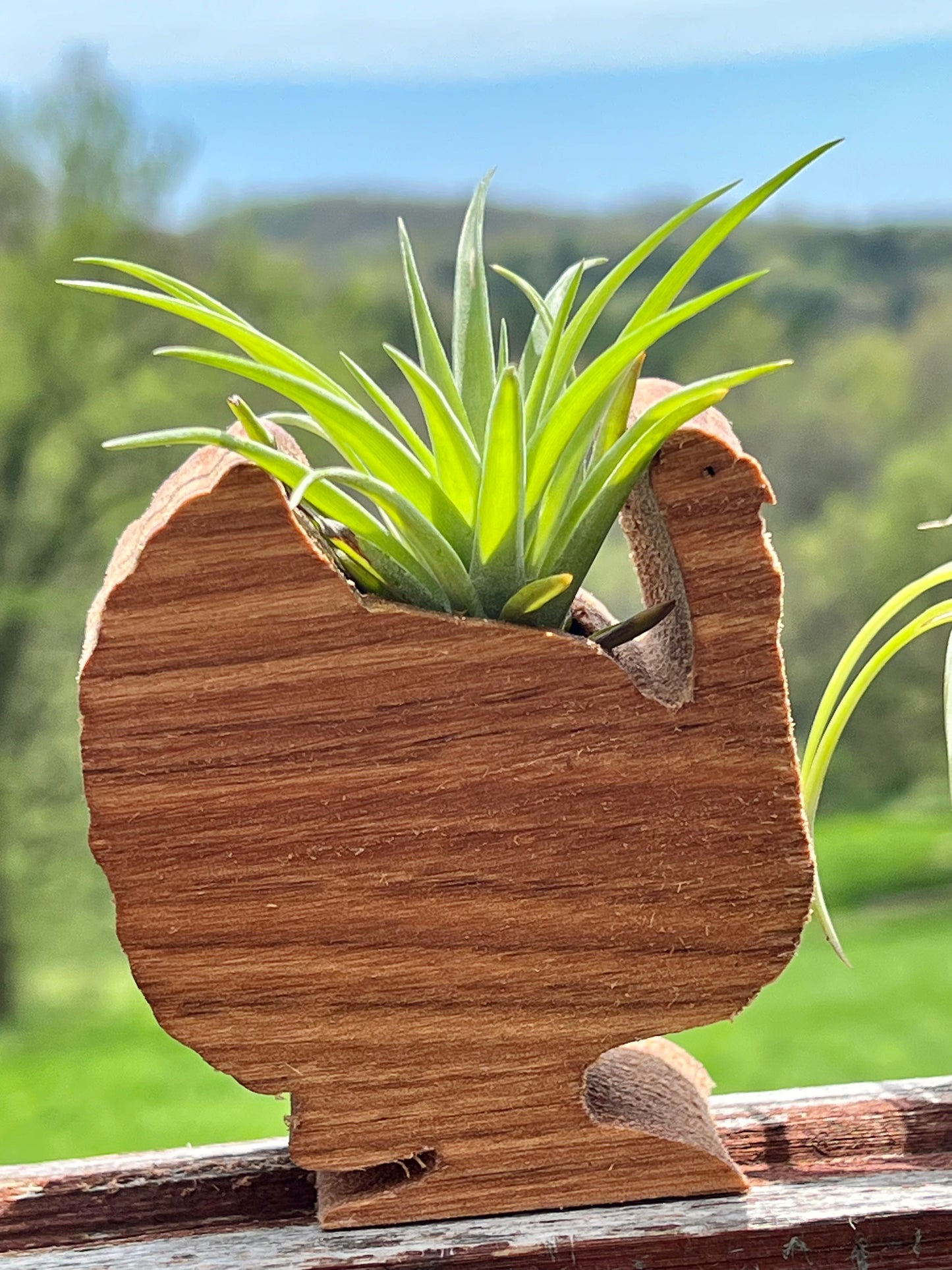 Wooden Display With Assorted Air Plant - Made In Wisconsin (Limited Qty)