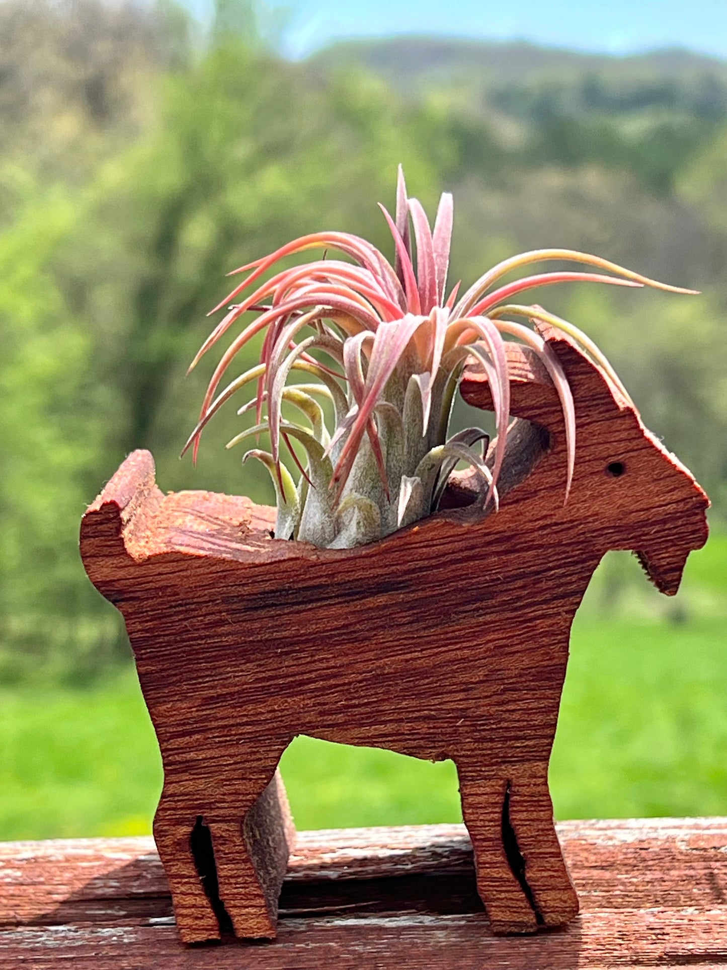 Wooden Display With Assorted Air Plant - Made In Wisconsin (Limited Qty)