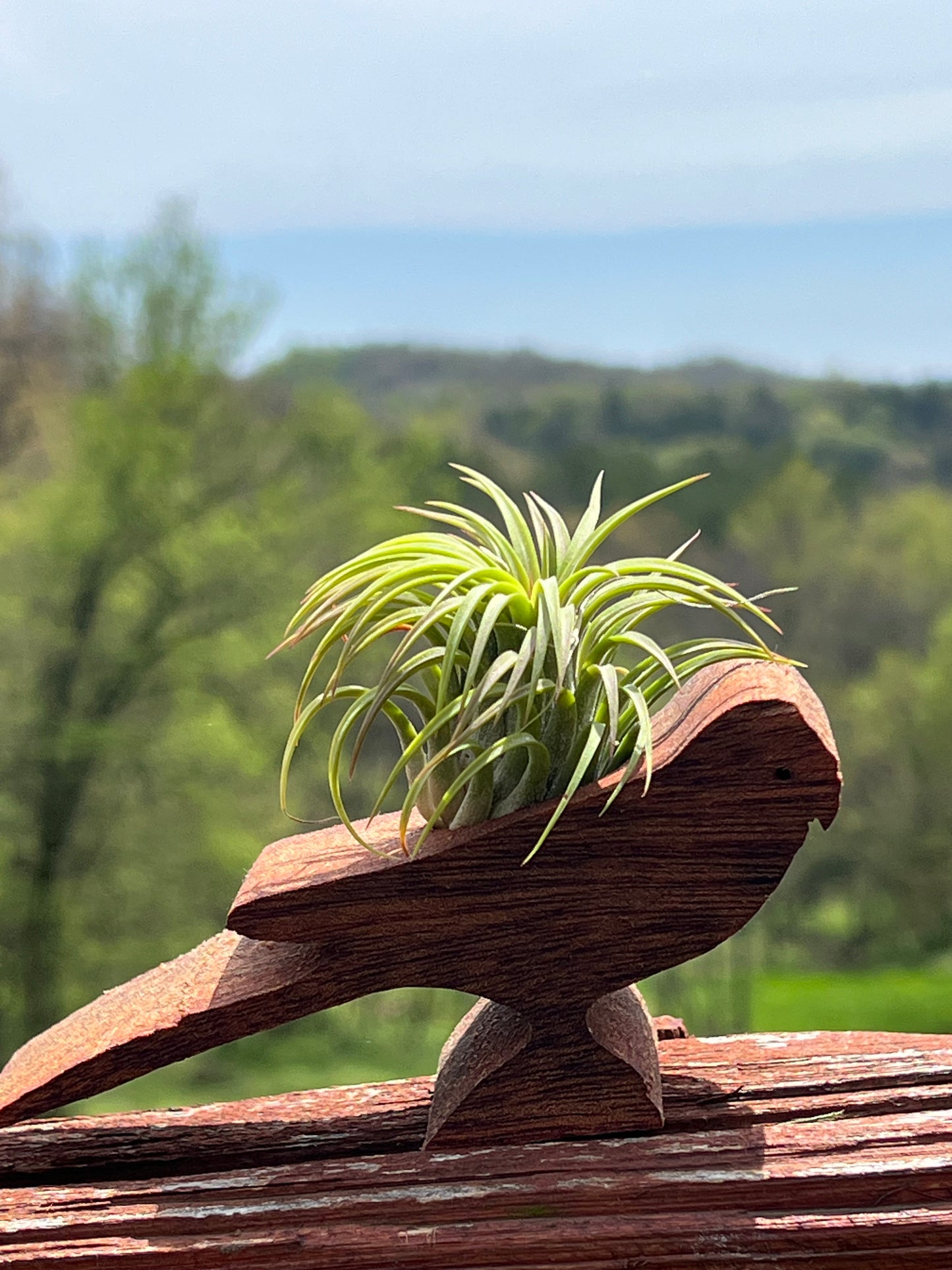 Wooden Display With Assorted Air Plant - Made In Wisconsin (Limited Qty)