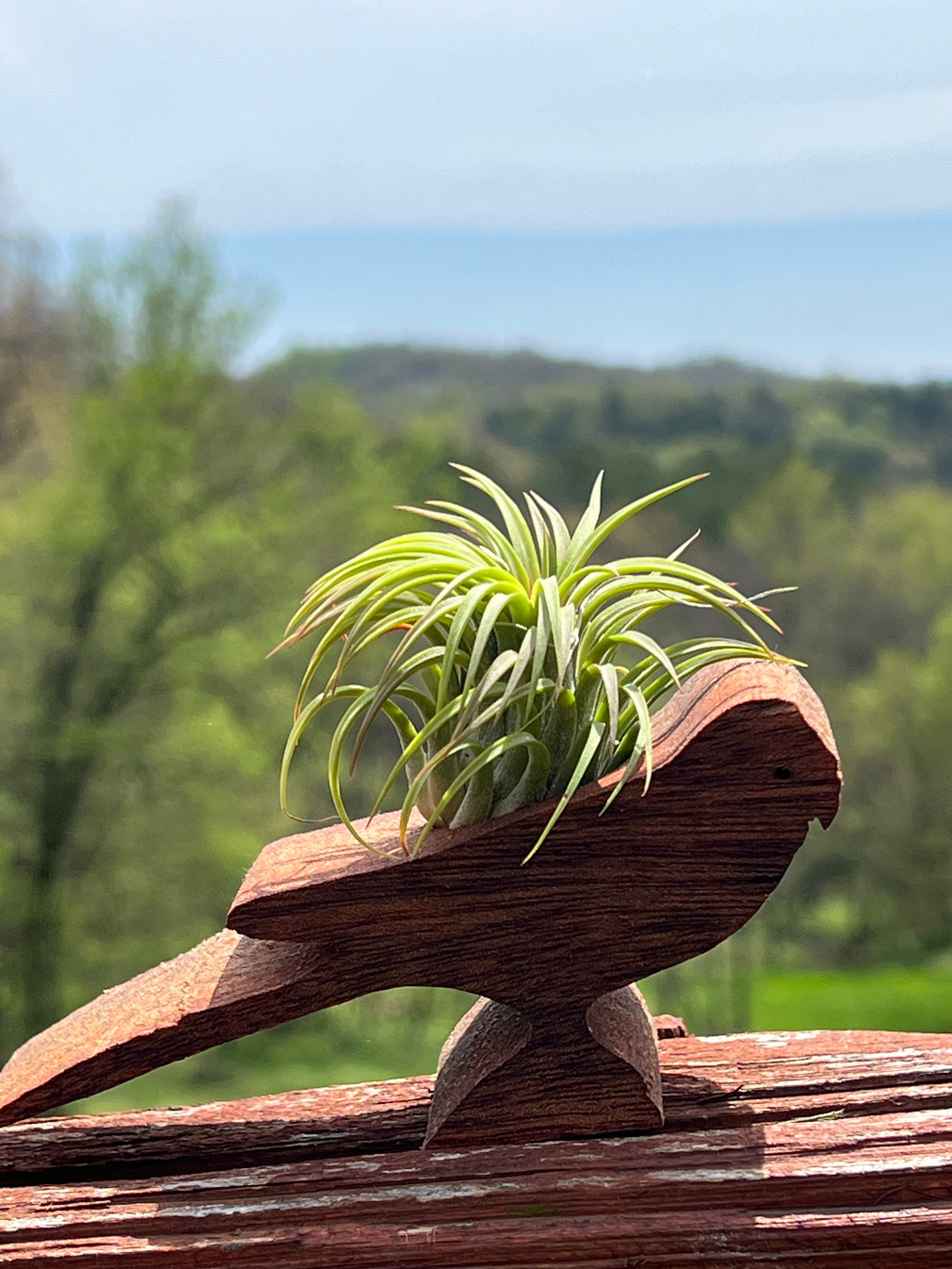 driftwood air plant holder Wooden Display With Assorted Air Plant