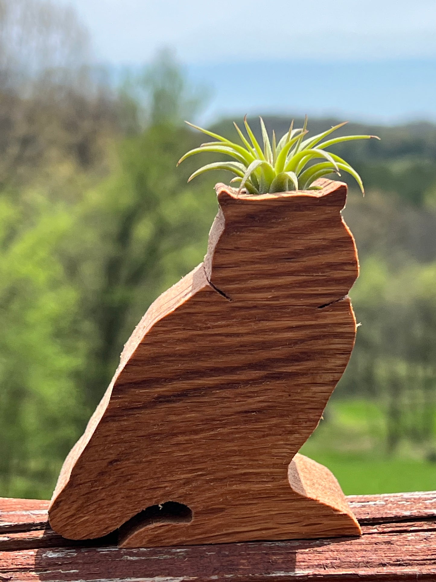 Wooden Display With Assorted Air Plant - Made In Wisconsin (Limited Qty)