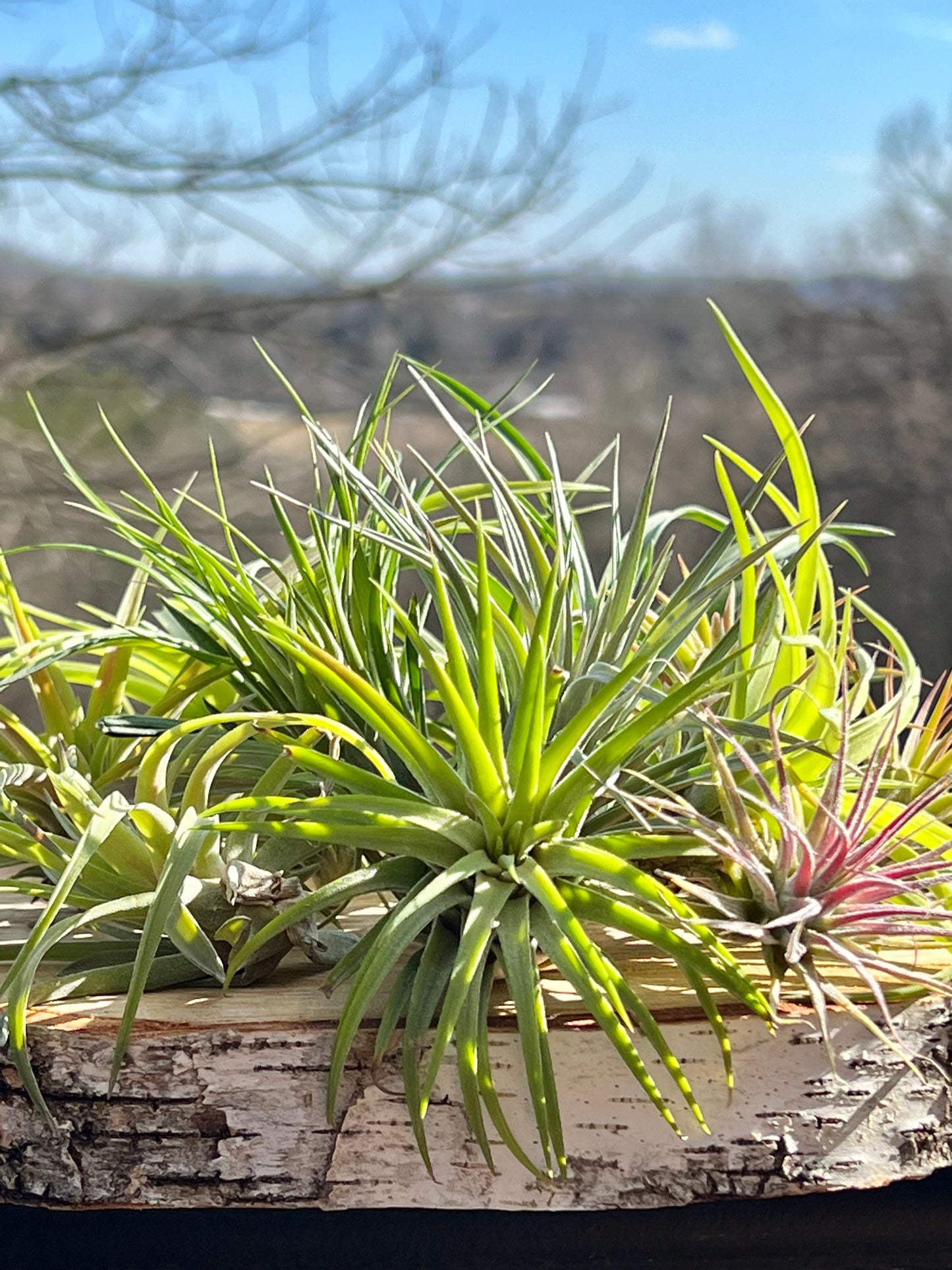 10 Assorted Small and Medium Air Plants