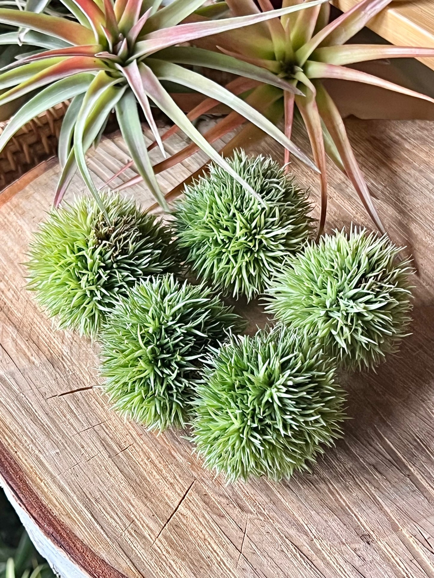 teddy bear air plant Aeranthos Teddy Bear (1 inch size)