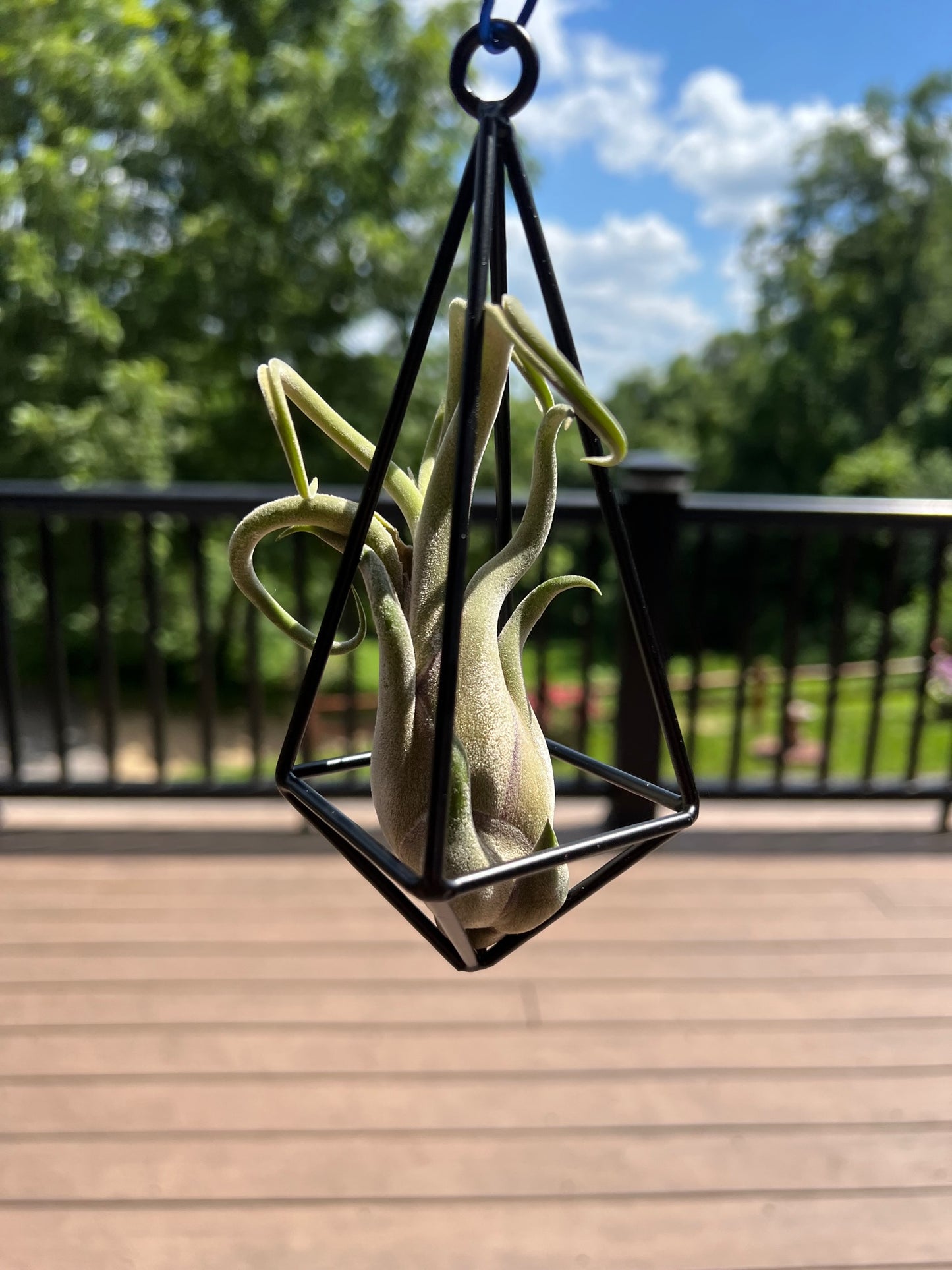 Hanging Metal Pendant with Assorted Air Plant