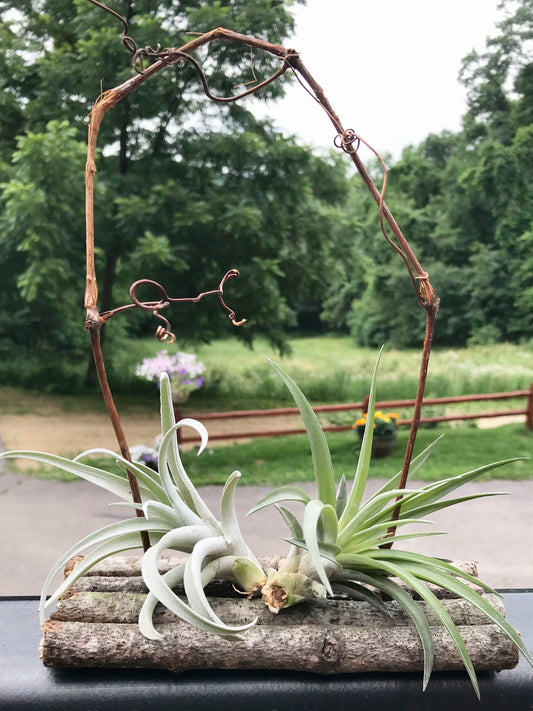 Air Plants on Wood Log Raft with Grape Vines
