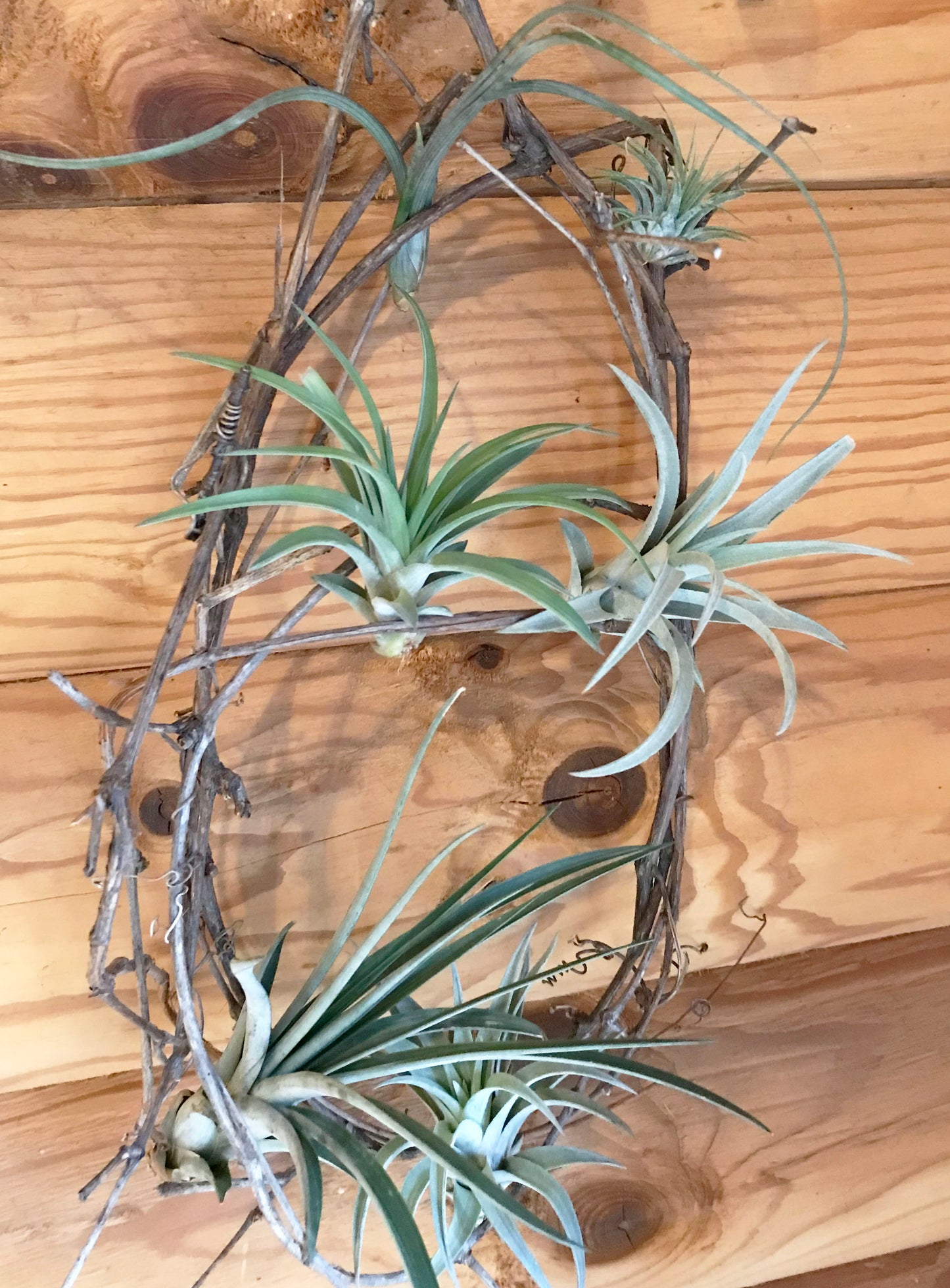 Air Plants in GrapeVines