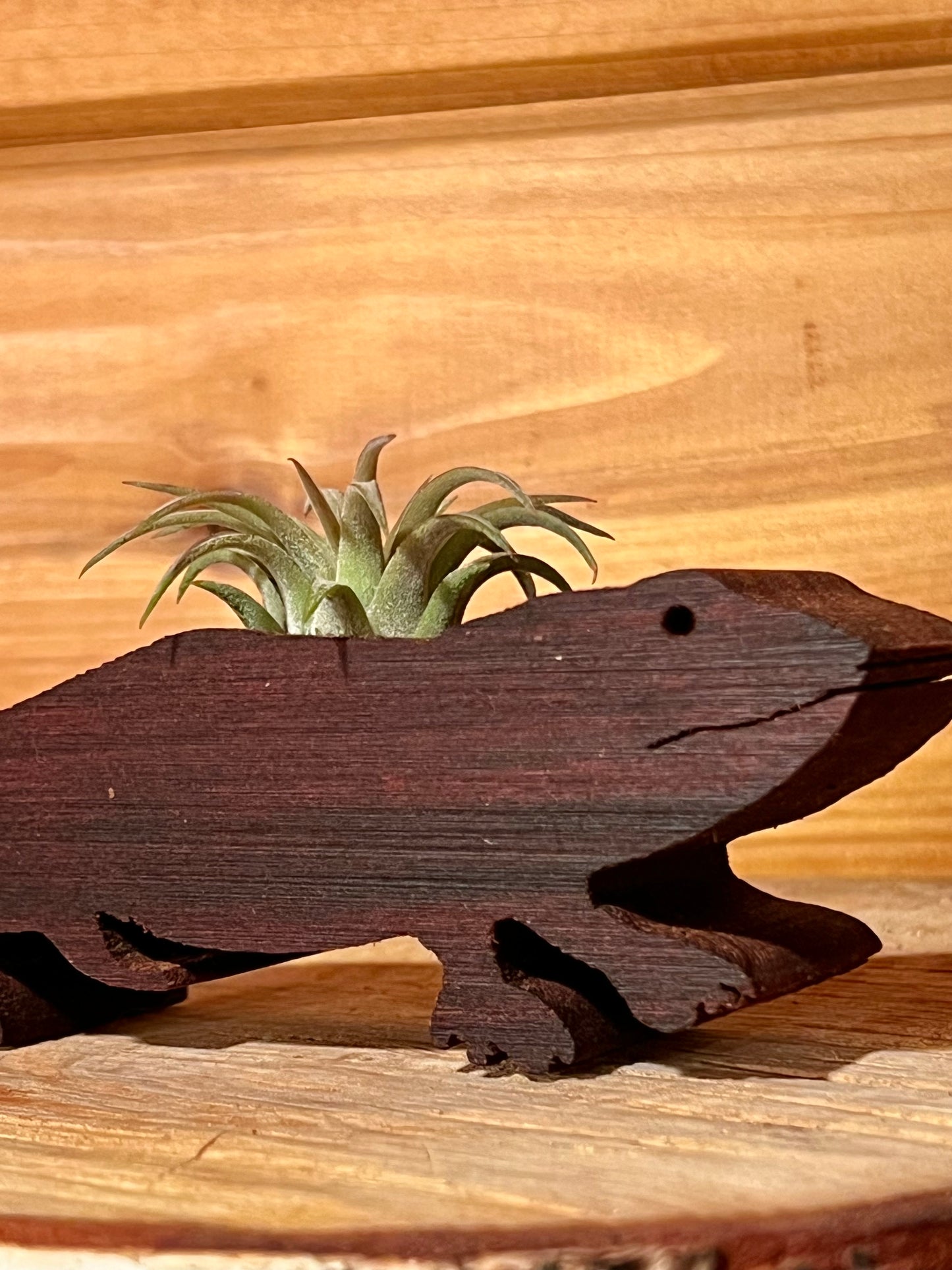 Wooden Display With Assorted Air Plant - Made In Wisconsin (Limited Qty)