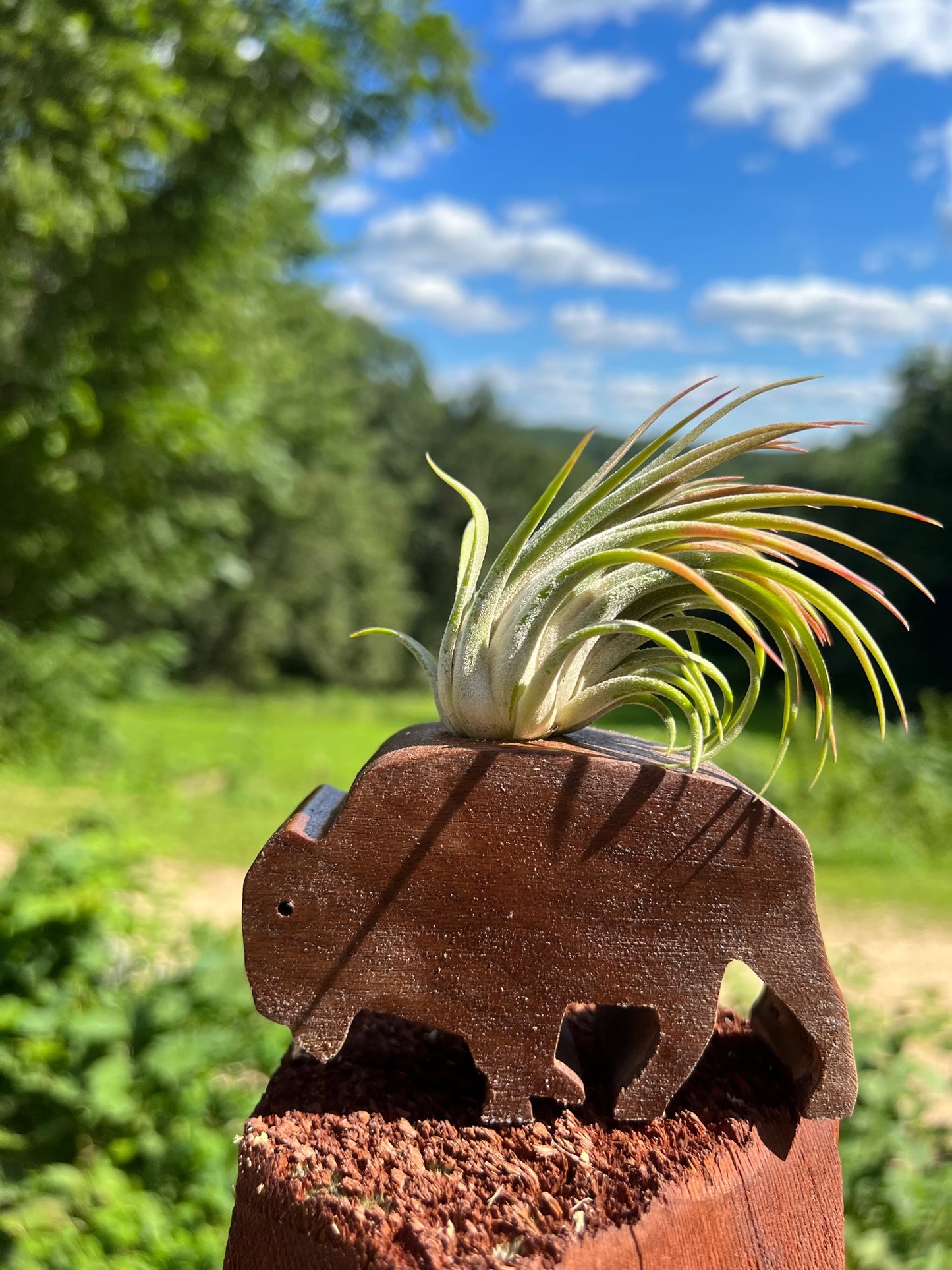 Buffalo Air Plant Display