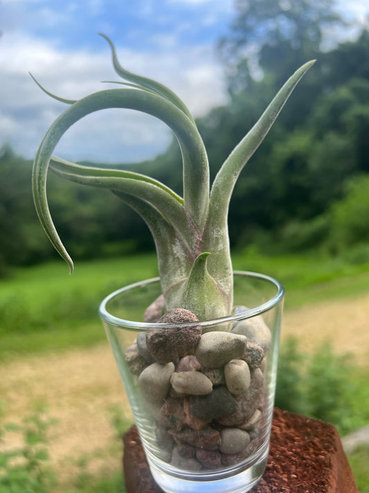 Caput Medusae Air Plant