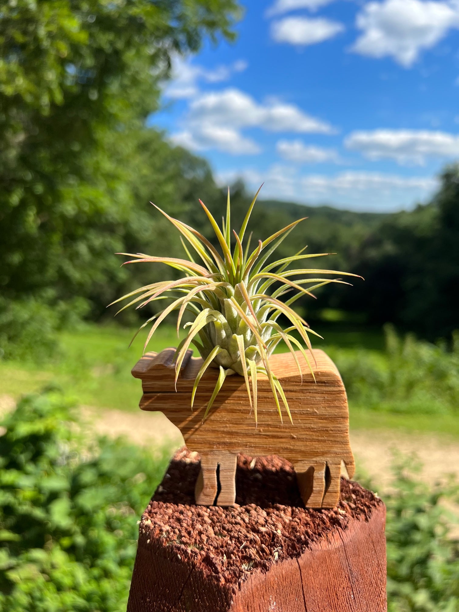 air plant in wood Wooden Display With Assorted Air Plant