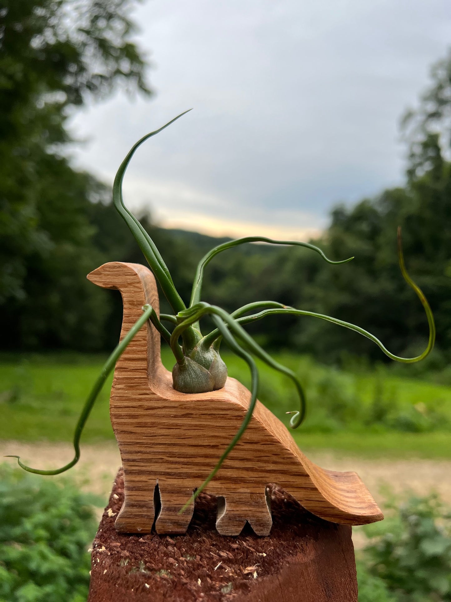 Dinosaur Air Plant Display