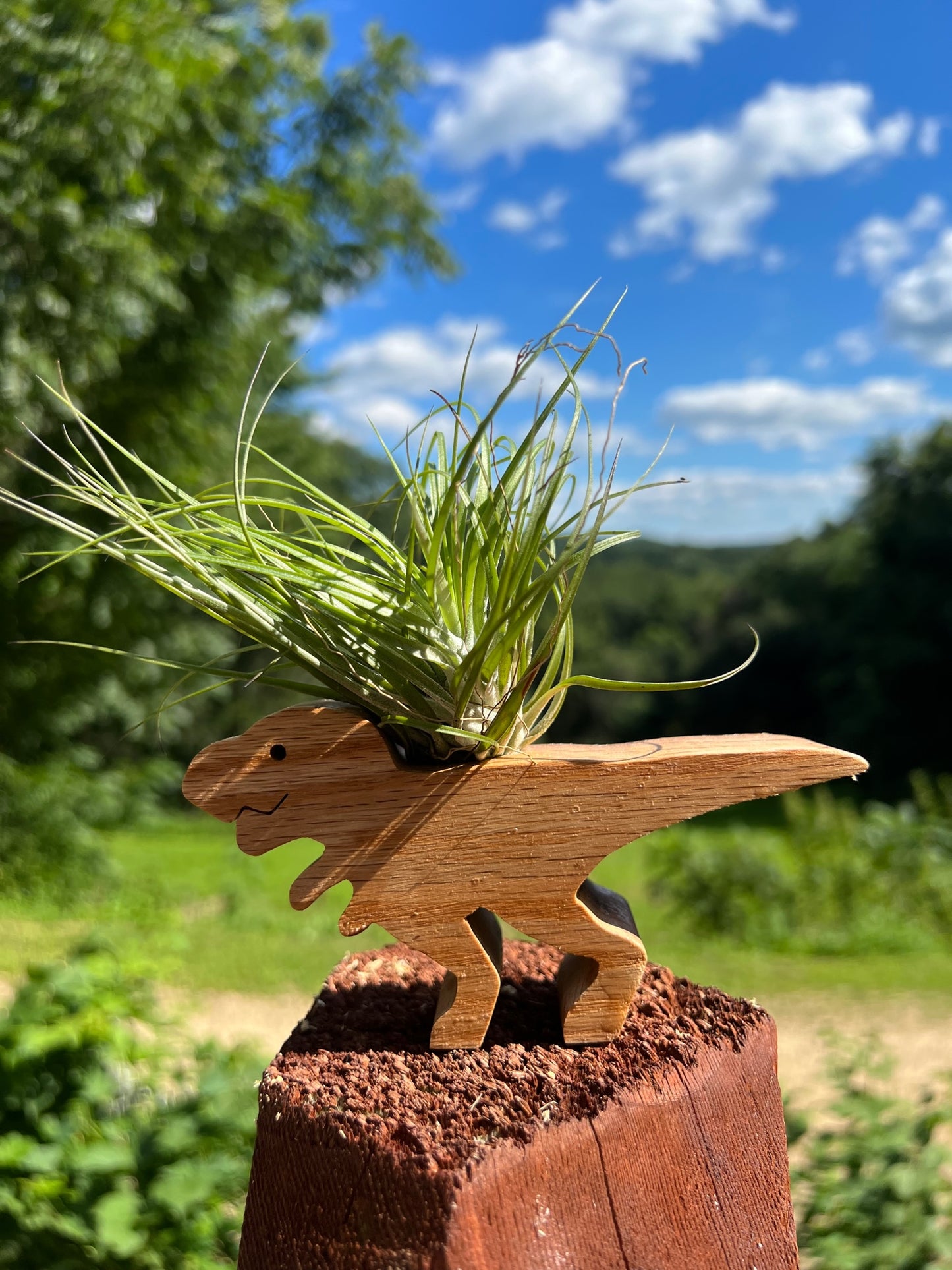 Dinosaur Air Plant Display