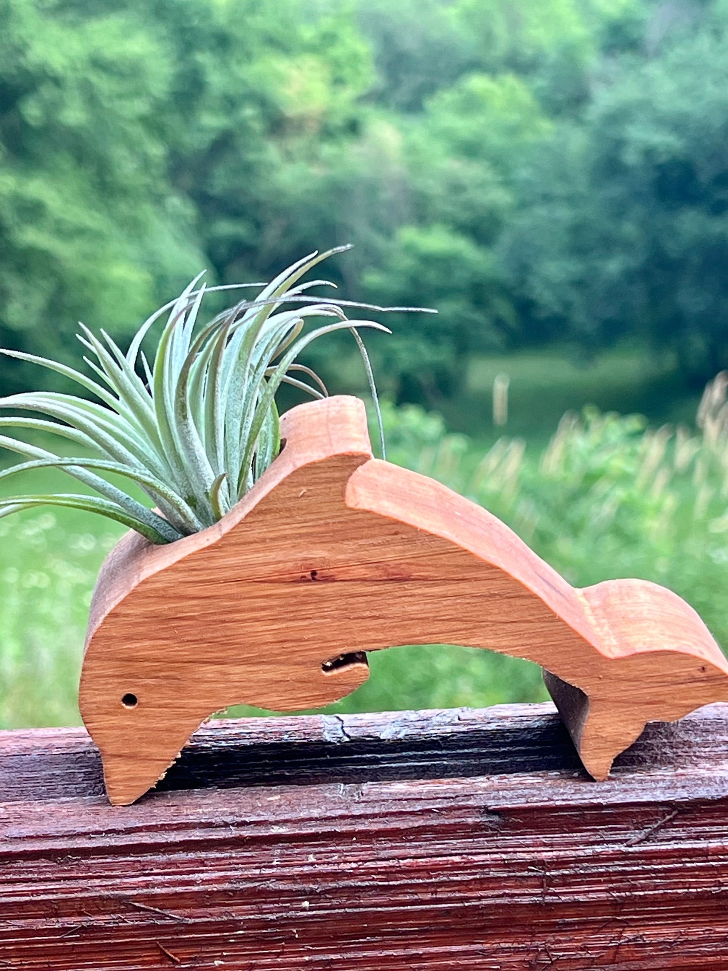 Wooden Display With Assorted Air Plant - Made In Wisconsin (Limited Qty)