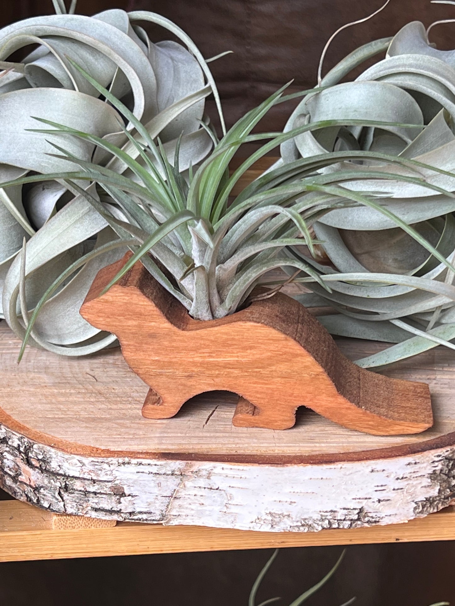 Wooden Display With Assorted Air Plant - Made In Wisconsin (Limited Qty)