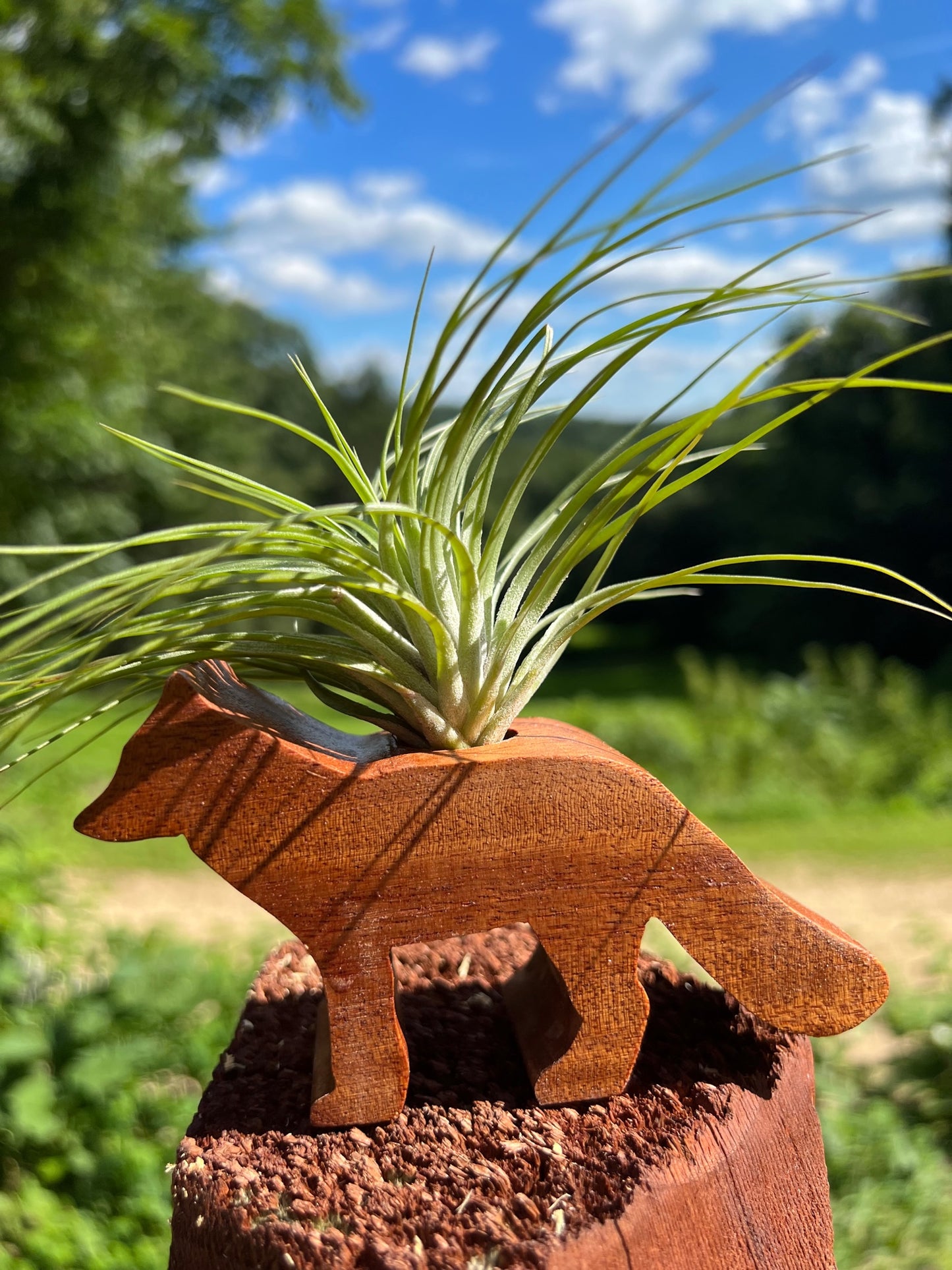 Fox Air Plant Display