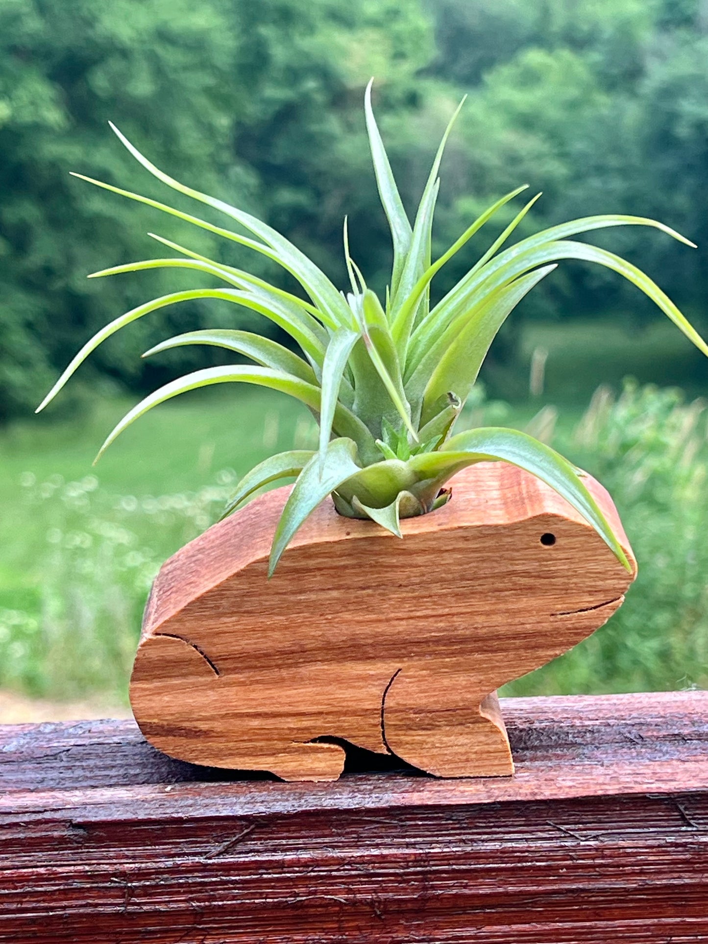 Wooden Display With Assorted Air Plant - Made In Wisconsin (Limited Qty)