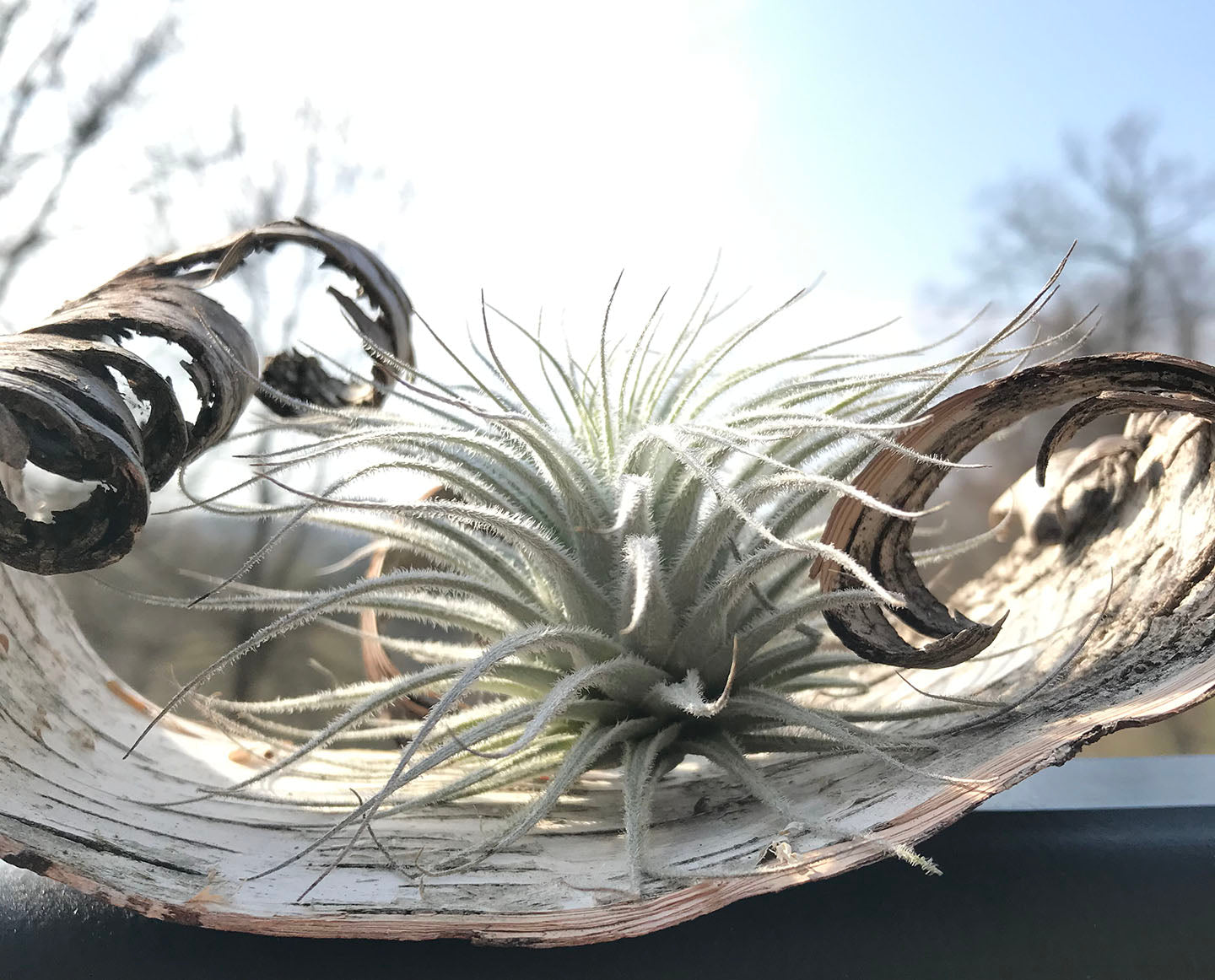 Tectorum Ecuador Air Plant on Birch Bark