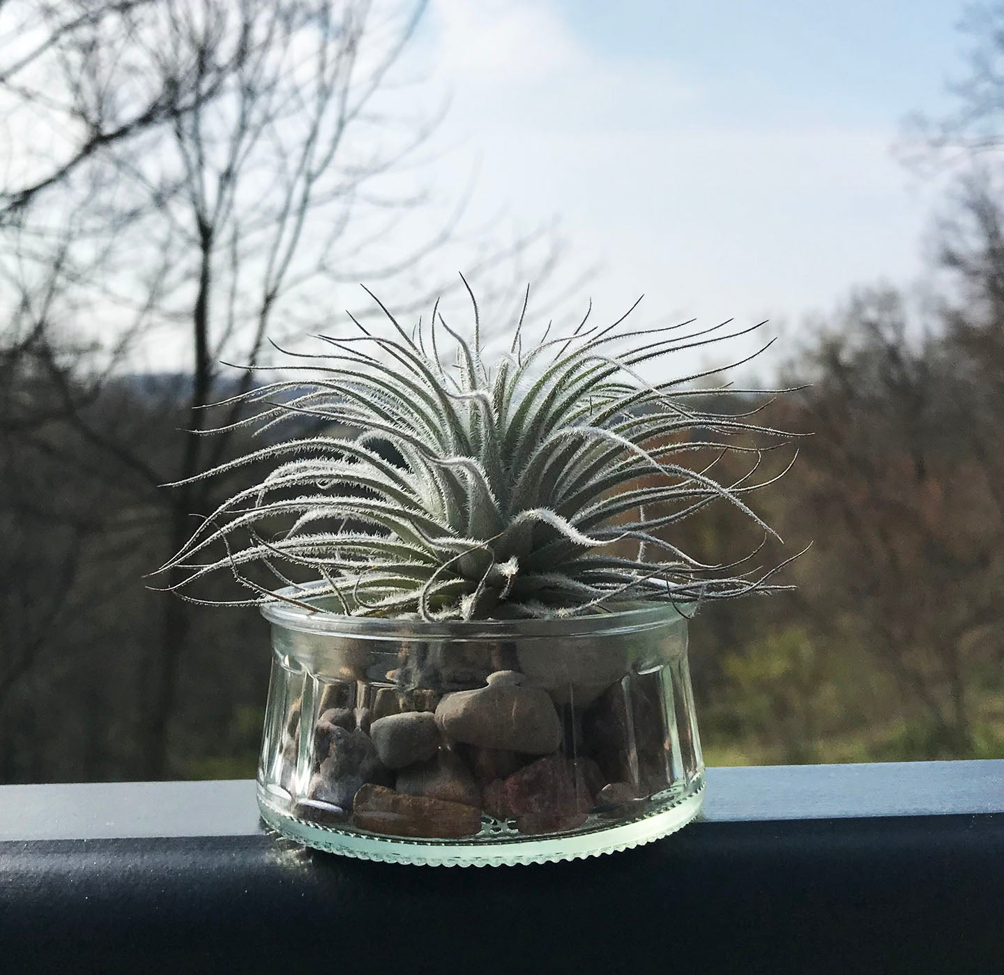 Tectorum Ecuador Air Plant in Glass Jar