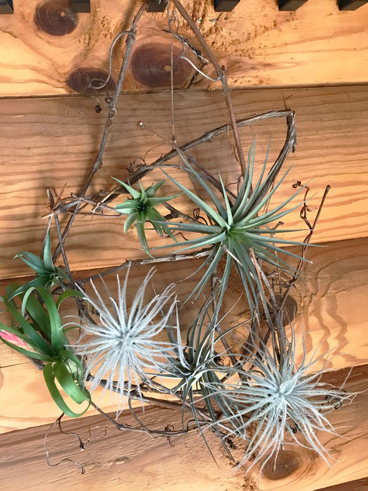 Air Plants in GrapeVines