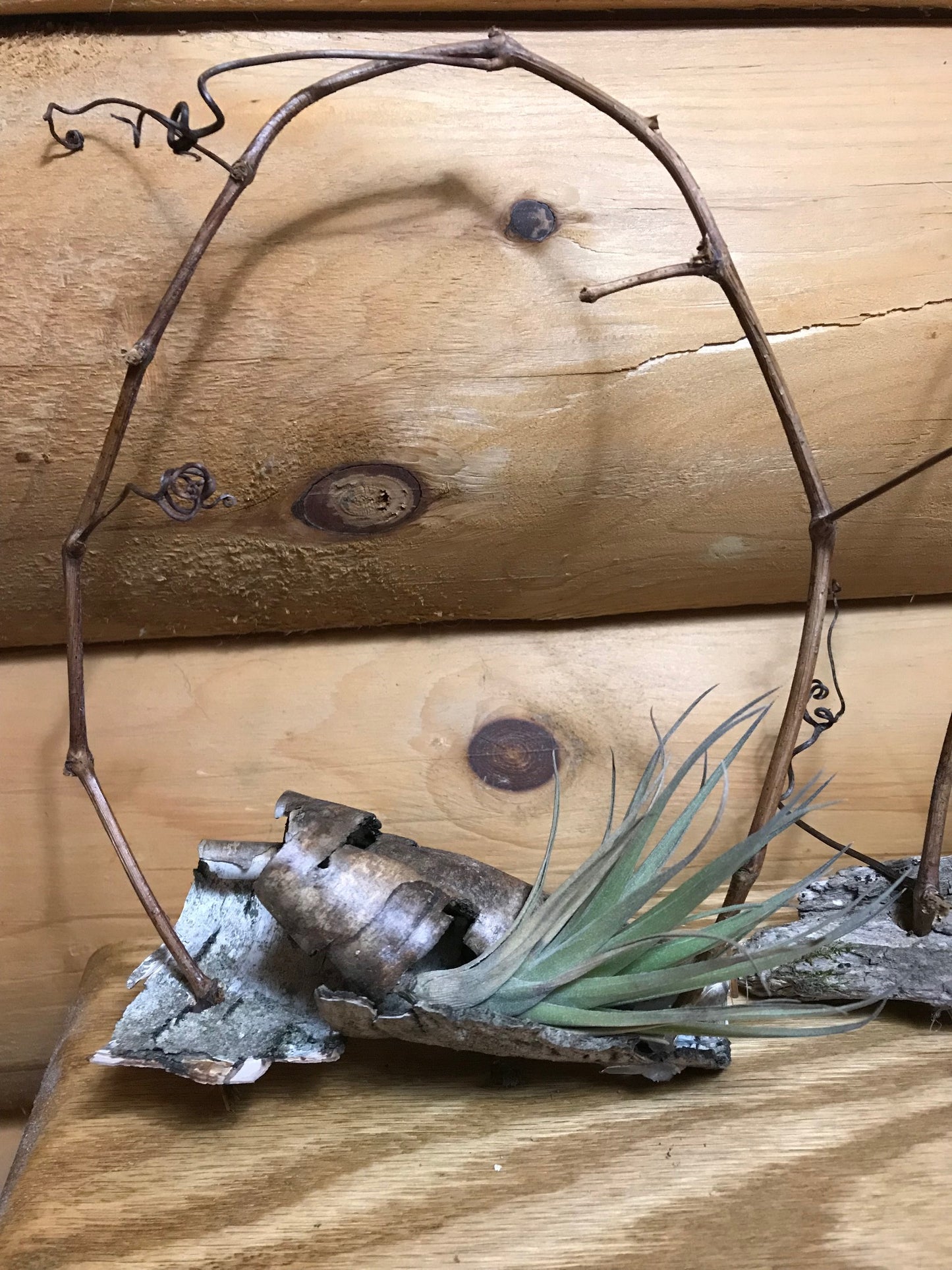 Air Plants in Birch Bark and Grapevines