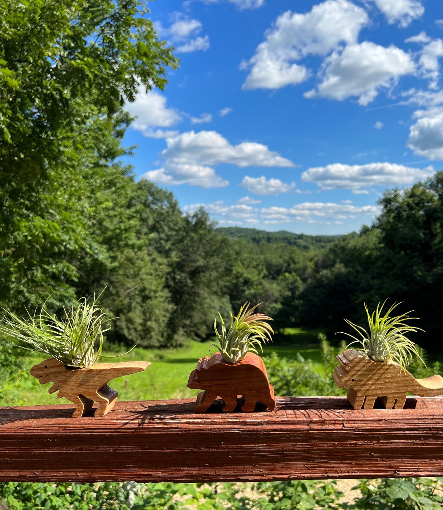 Wooden Display With Assorted Air Plant - Made In Wisconsin (Limited Qty)