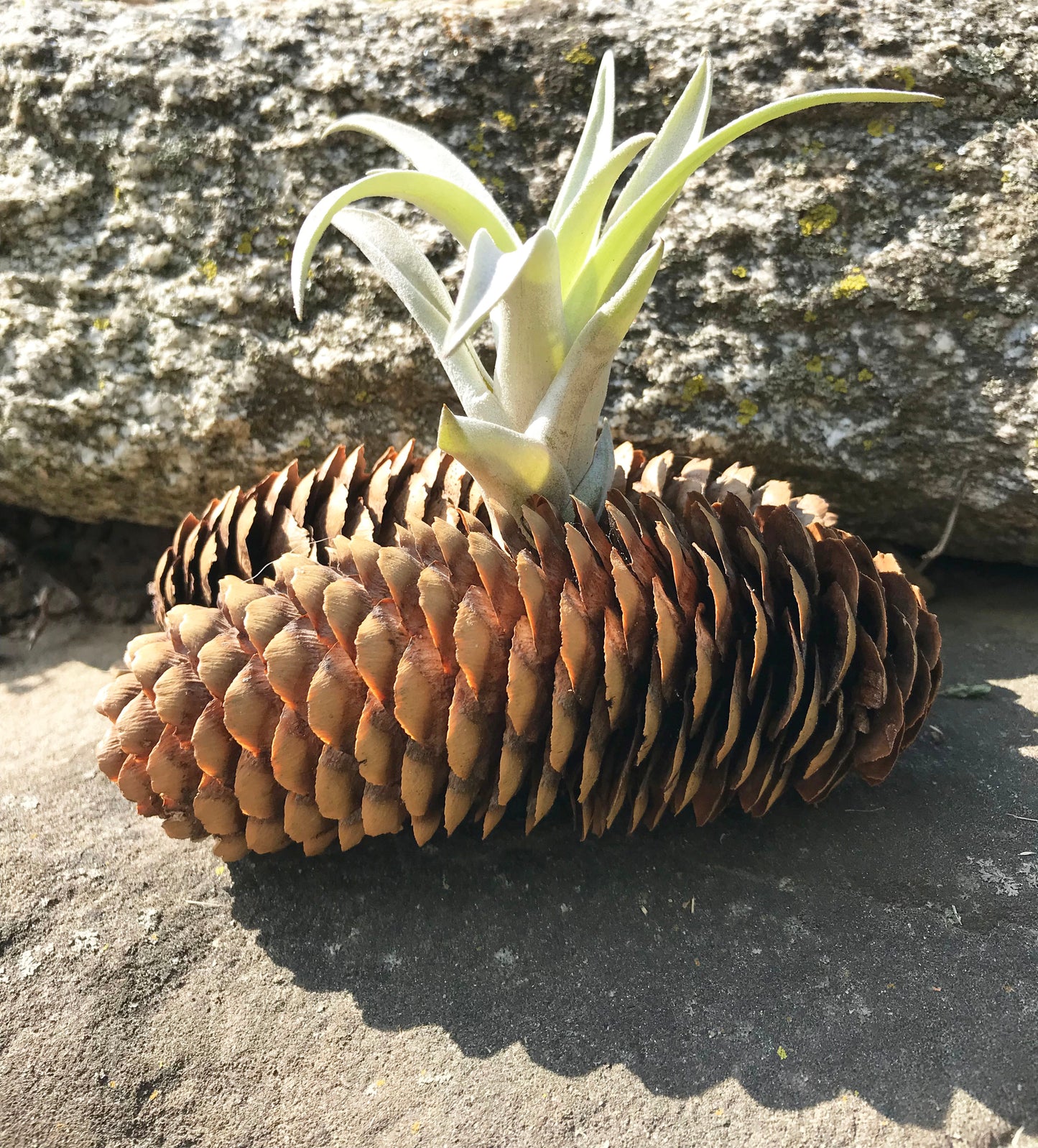 Harrissii Air Plant in Pinecone