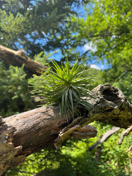 HoustonGreenAirPlant