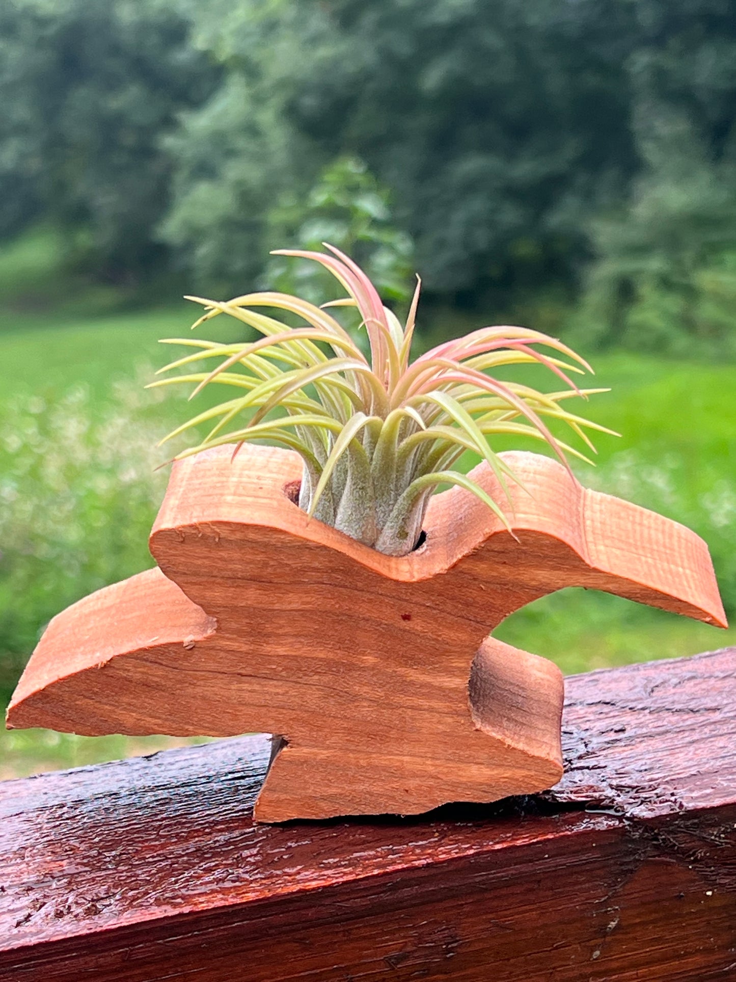 Wooden Display With Assorted Air Plant - Made In Wisconsin (Limited Qty)