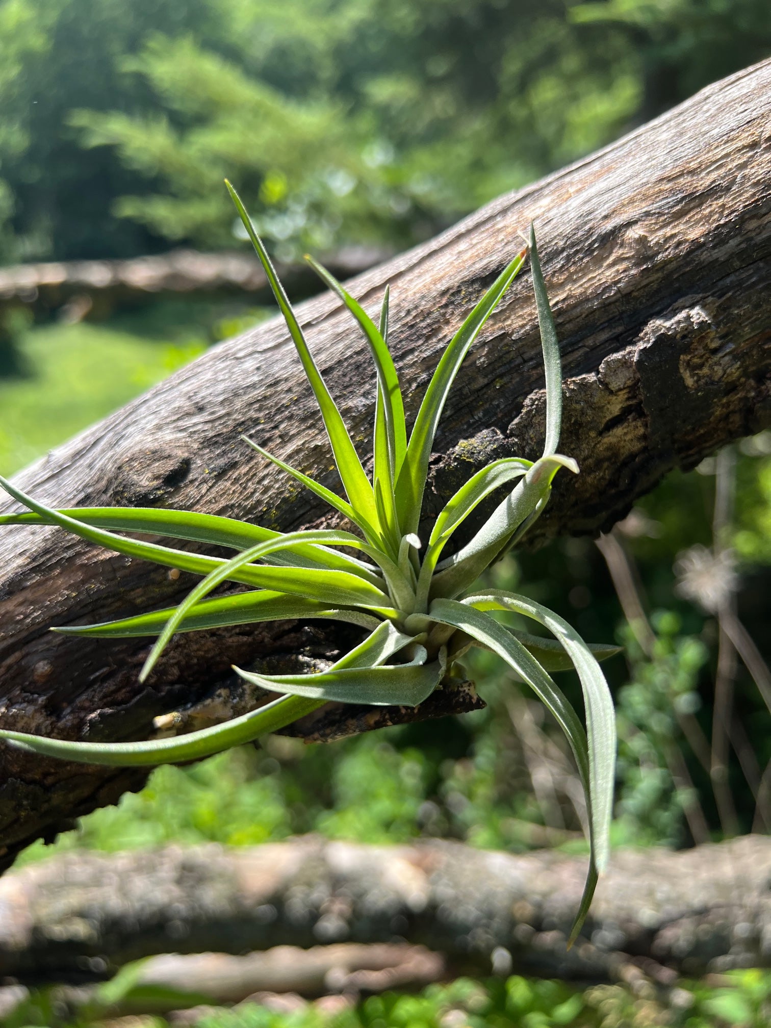 velutina air plant Velutina Air Plant