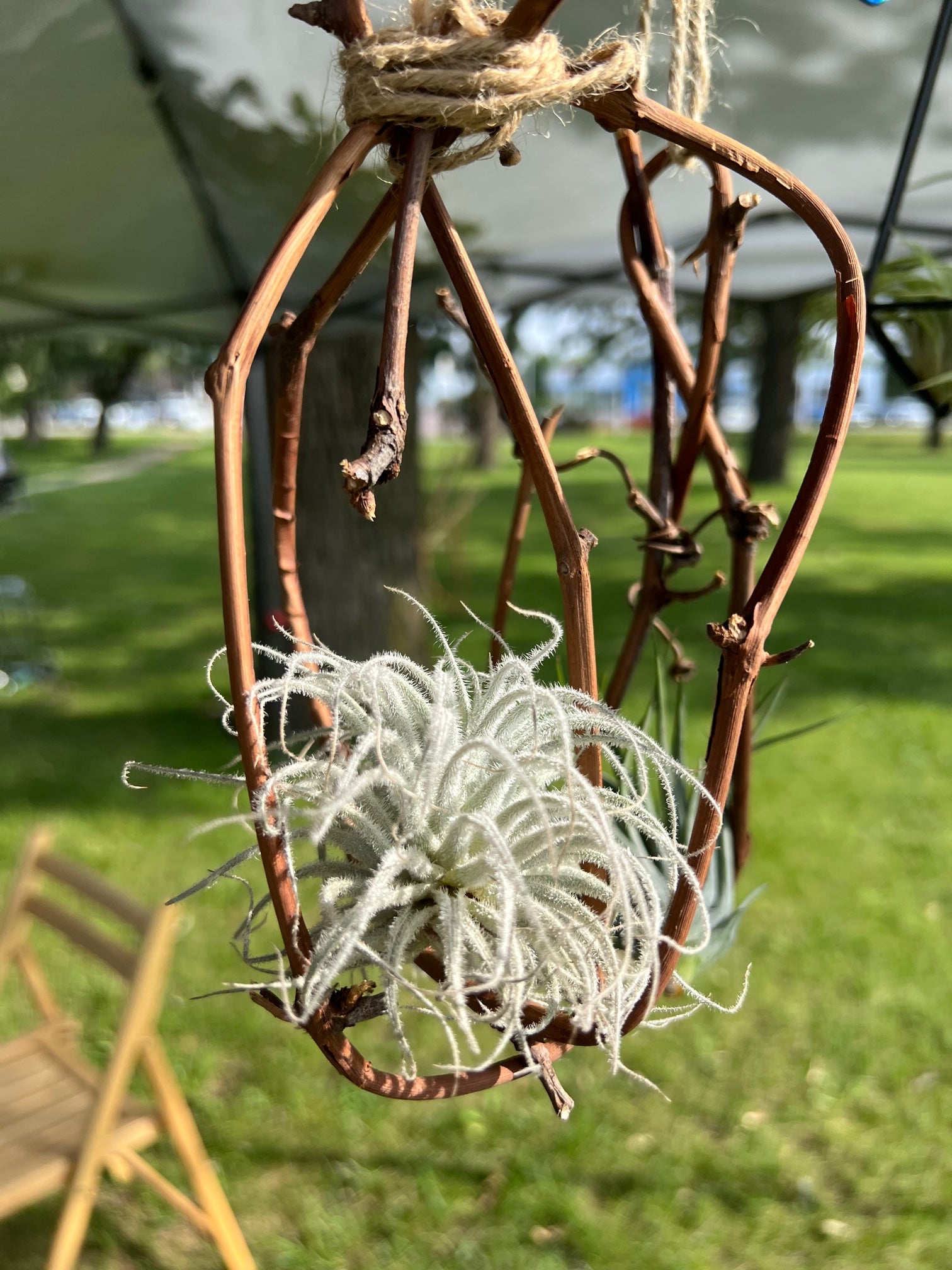 tillandsia tectorum ecuador air plants Tectorum Ecuador Air Plant (Medium) – Valley View Ridge