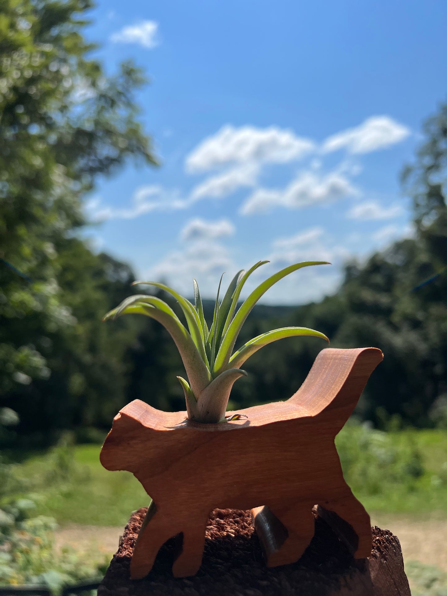 Cat Air Plant Display