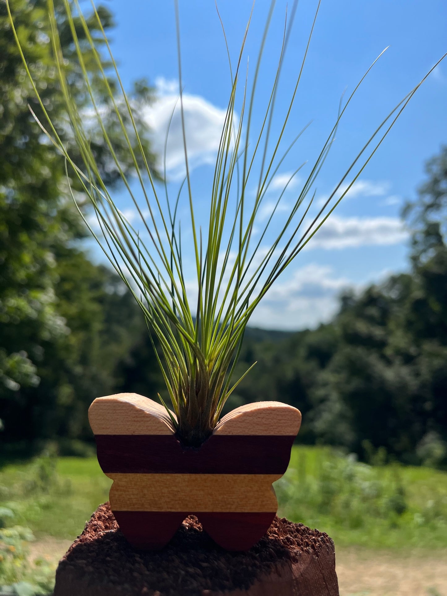 Wooden Display With Assorted Air Plant - Made In Wisconsin (Limited Qty)