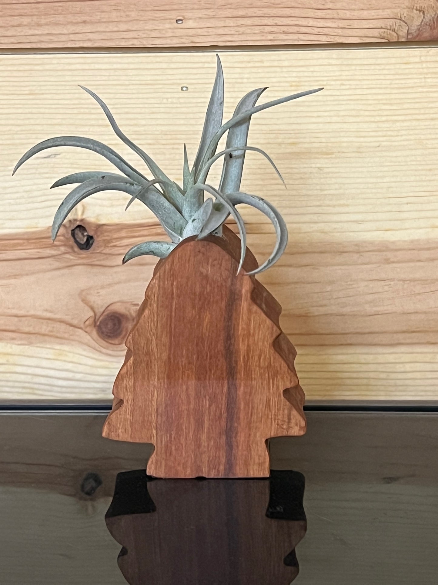 Wooden Display With Assorted Air Plant - Made In Wisconsin (Limited Qty)