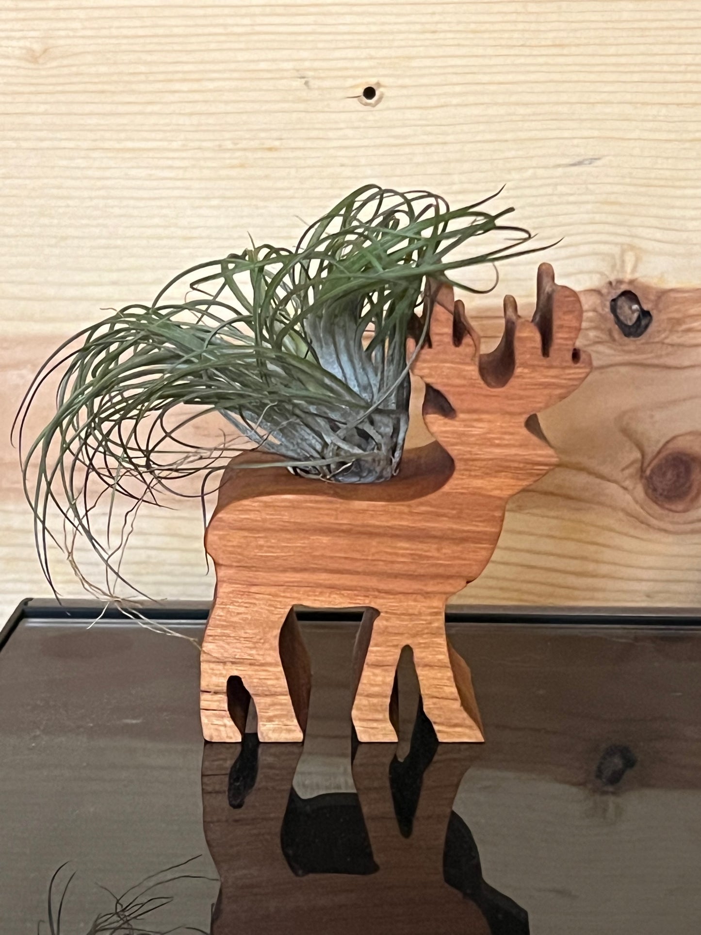 Wooden Display With Assorted Air Plant - Made In Wisconsin (Limited Qty)