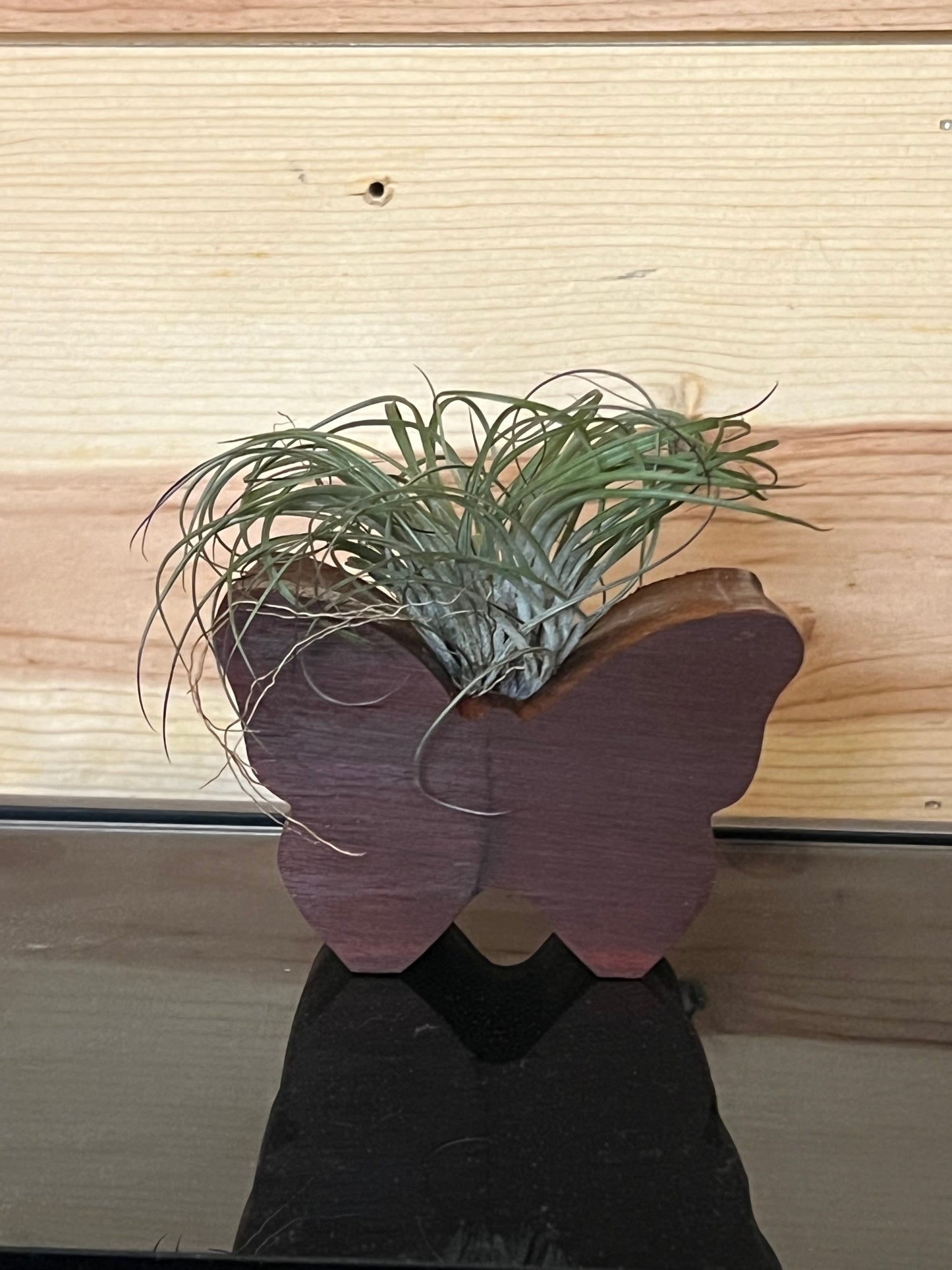 Wooden Display With Assorted Air Plant - Made In Wisconsin (Limited Qty)