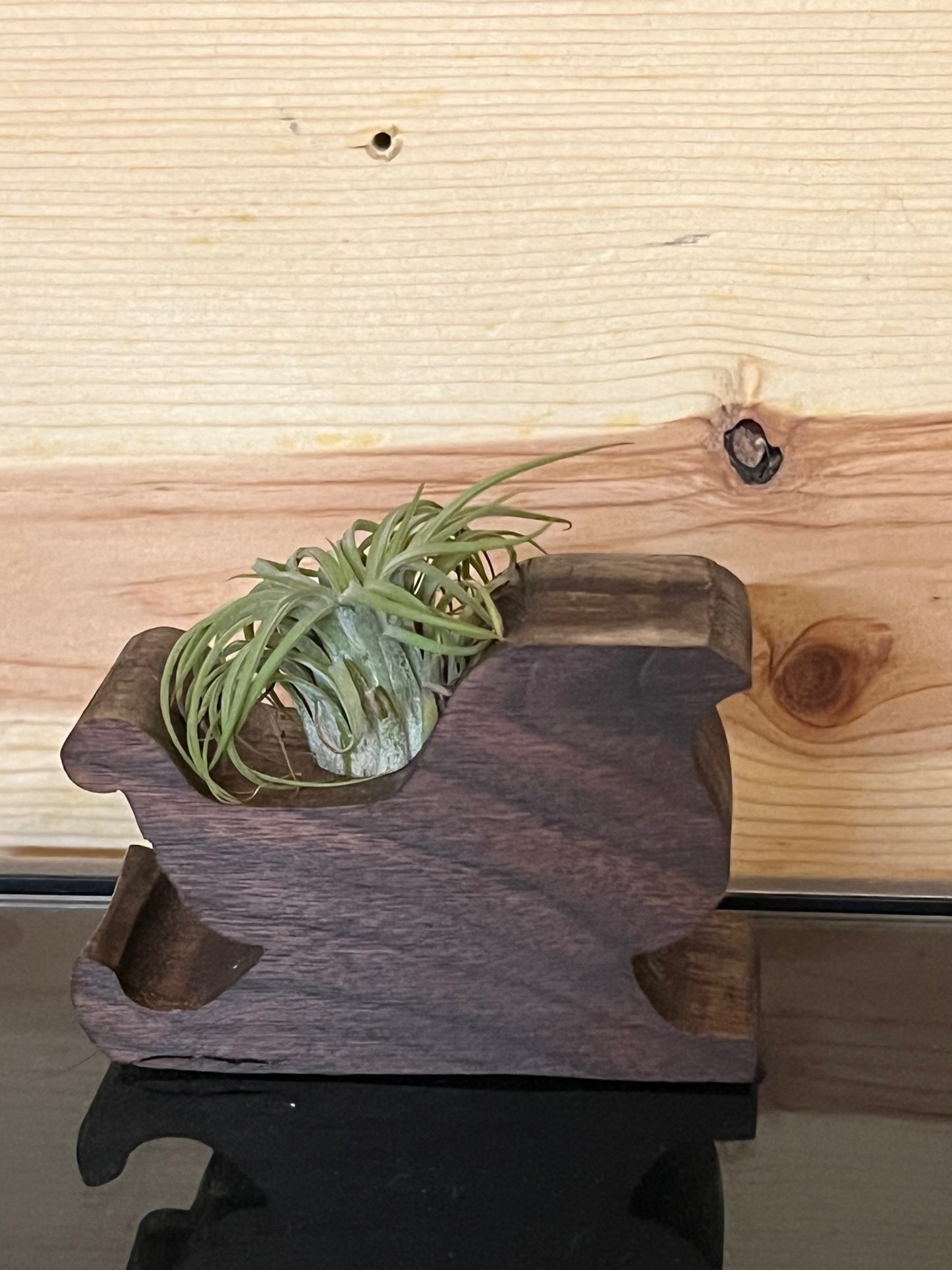 Wooden Display With Assorted Air Plant - Made In Wisconsin (Limited Qty)