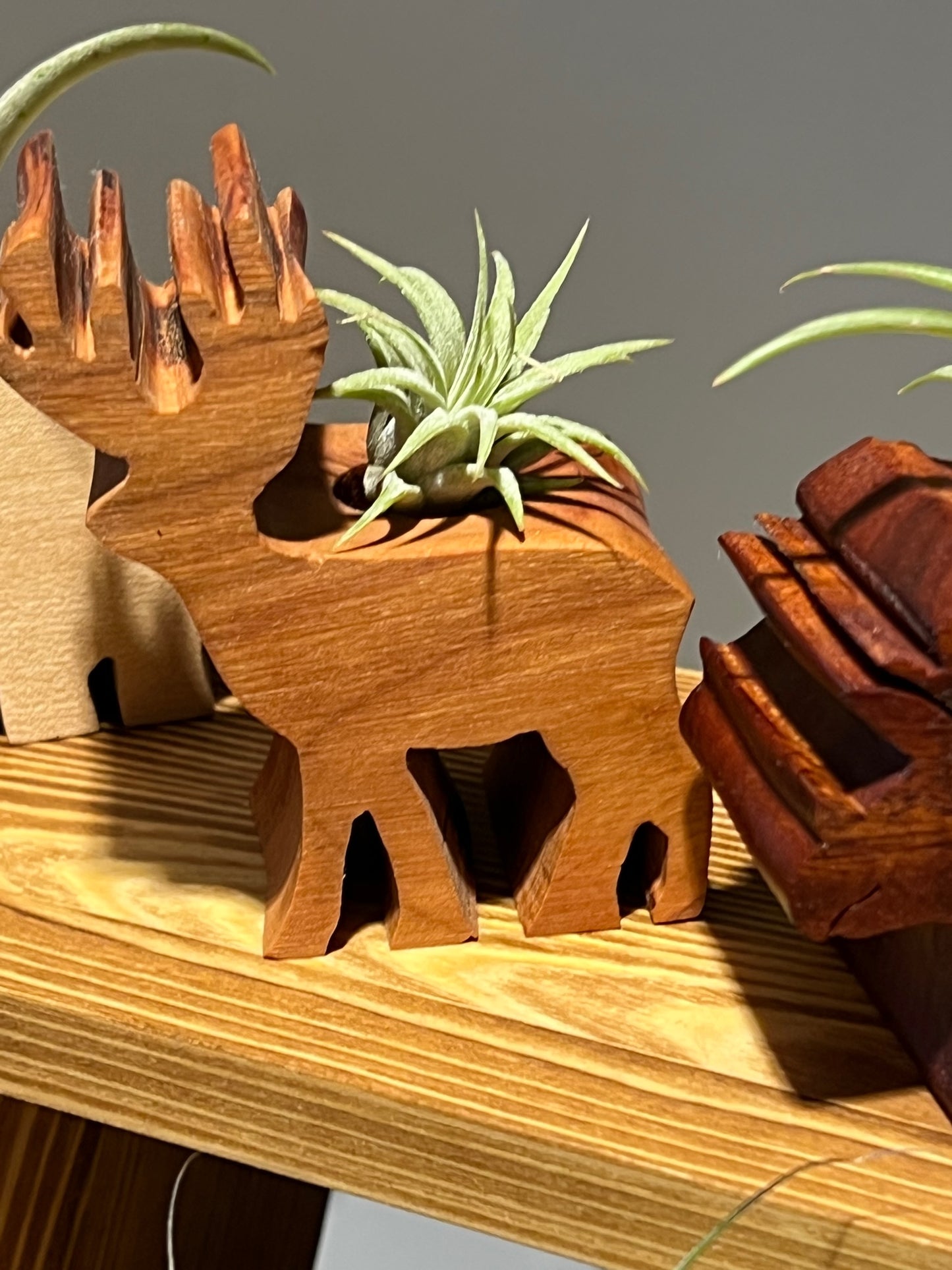 Wooden Display With Assorted Air Plant - Made In Wisconsin (Limited Qty)