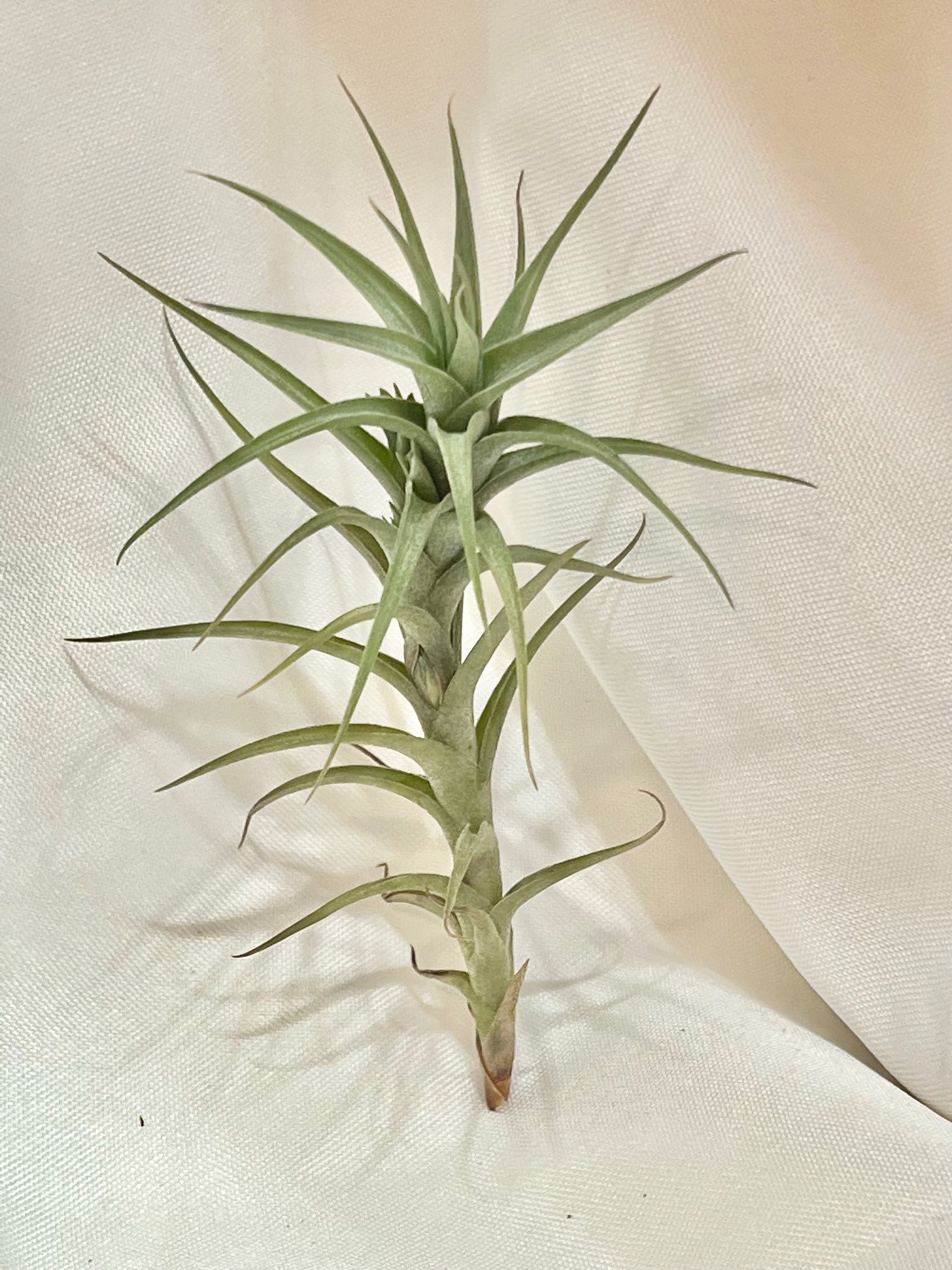 aeranthos air plant Aeranthos – Valley View Ridge