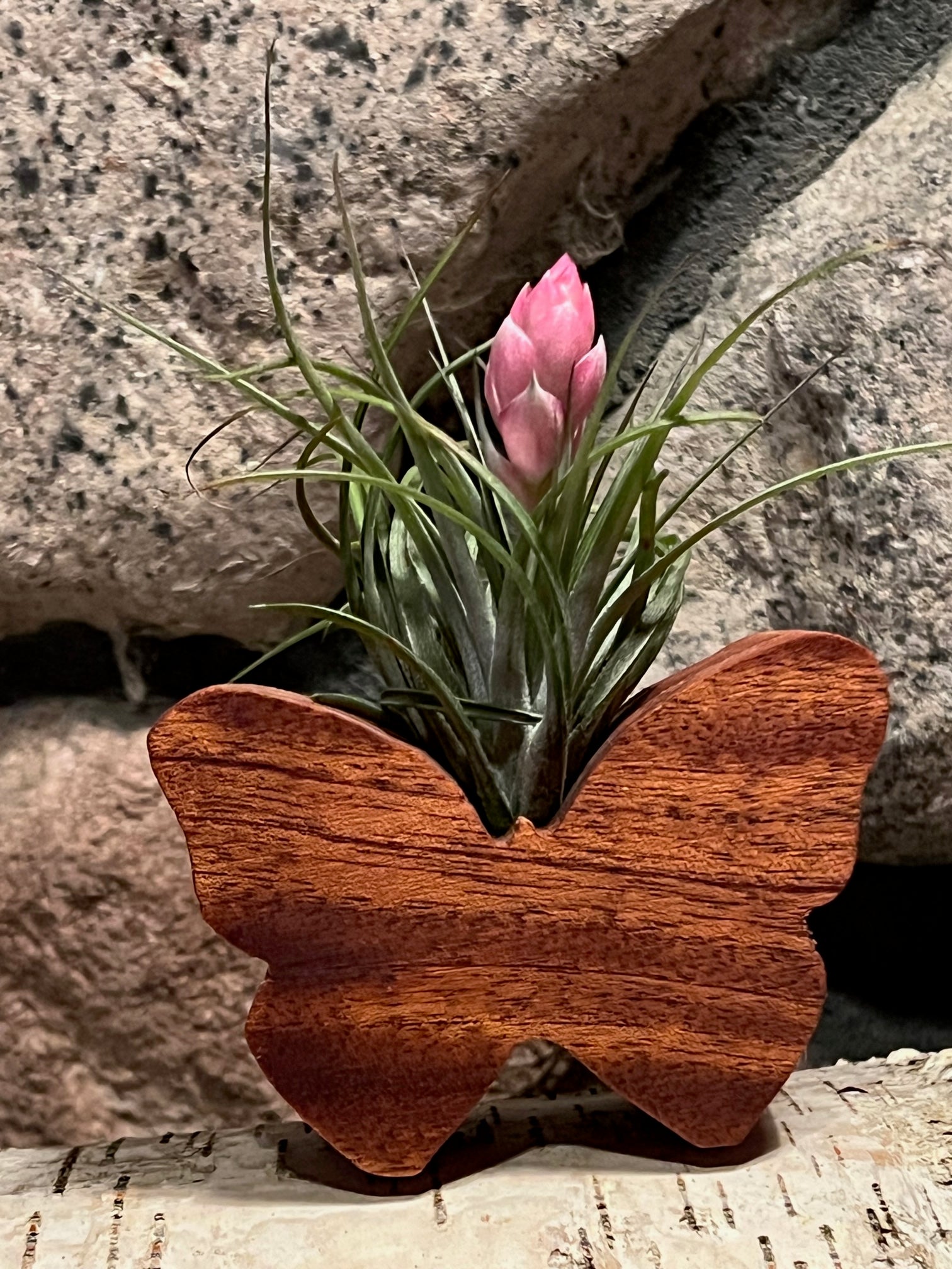 air plant wood Wooden Display With Assorted Air Plant