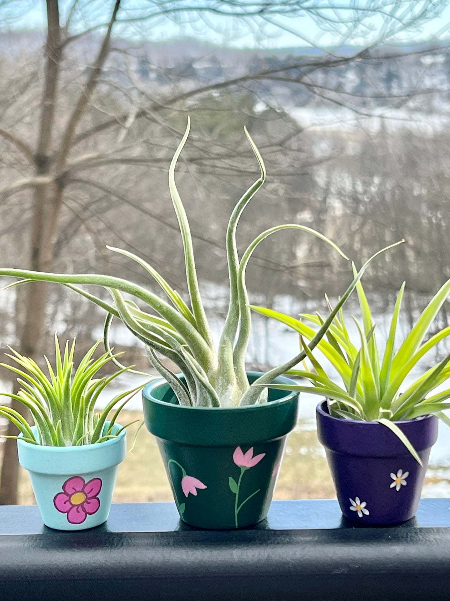 acrylic plant pots Hand-Painted Plant Pots with Assorted Air Plant – Valley View Ridge