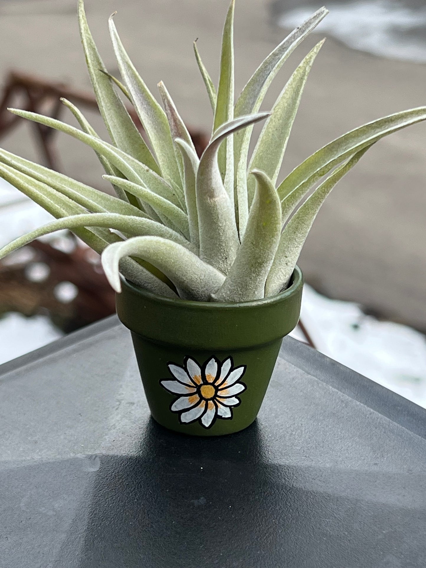 Hand-Painted Plant Pots with Assorted Air Plant