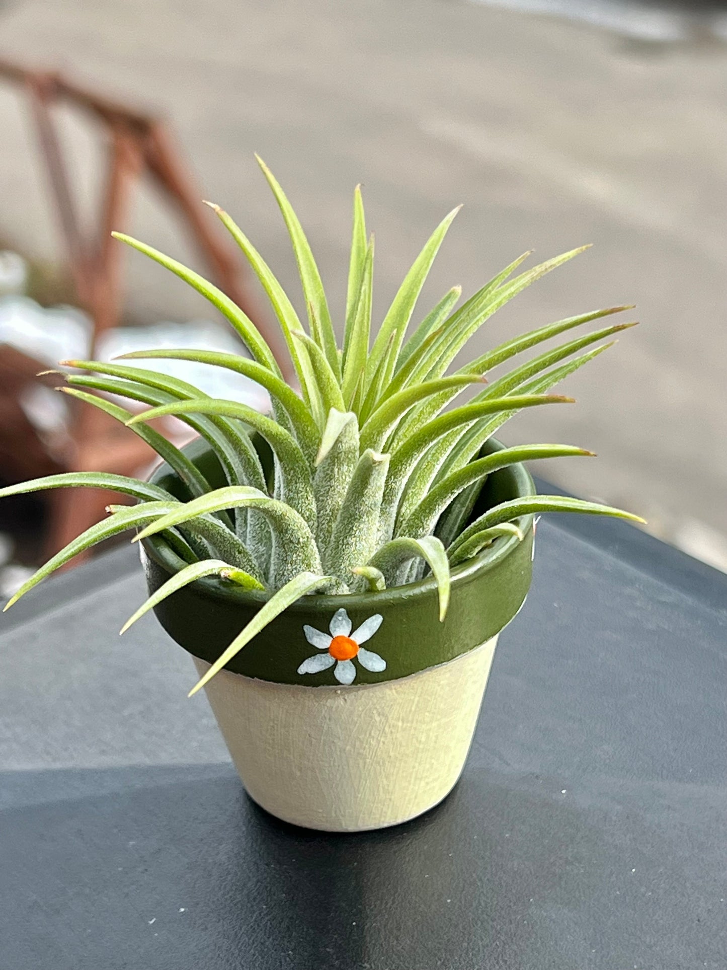 Hand-Painted Plant Pots with Assorted Air Plant