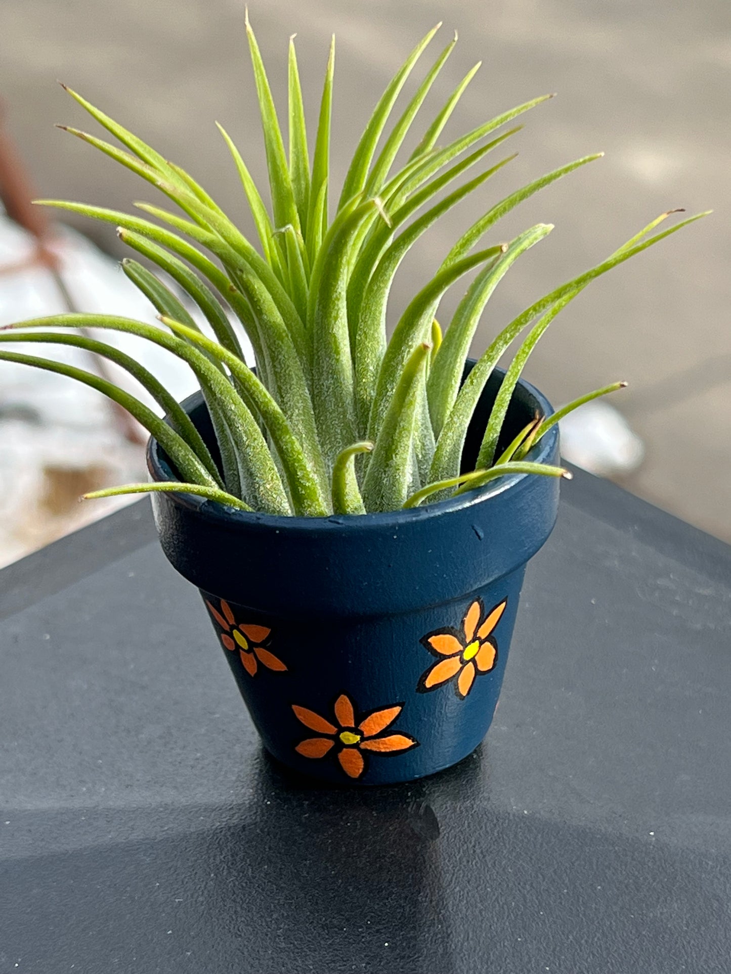Hand-Painted Plant Pots with Assorted Air Plant