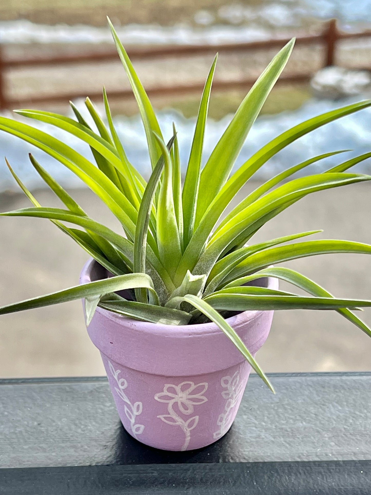 Hand-Painted Plant Pots with Assorted Air Plant