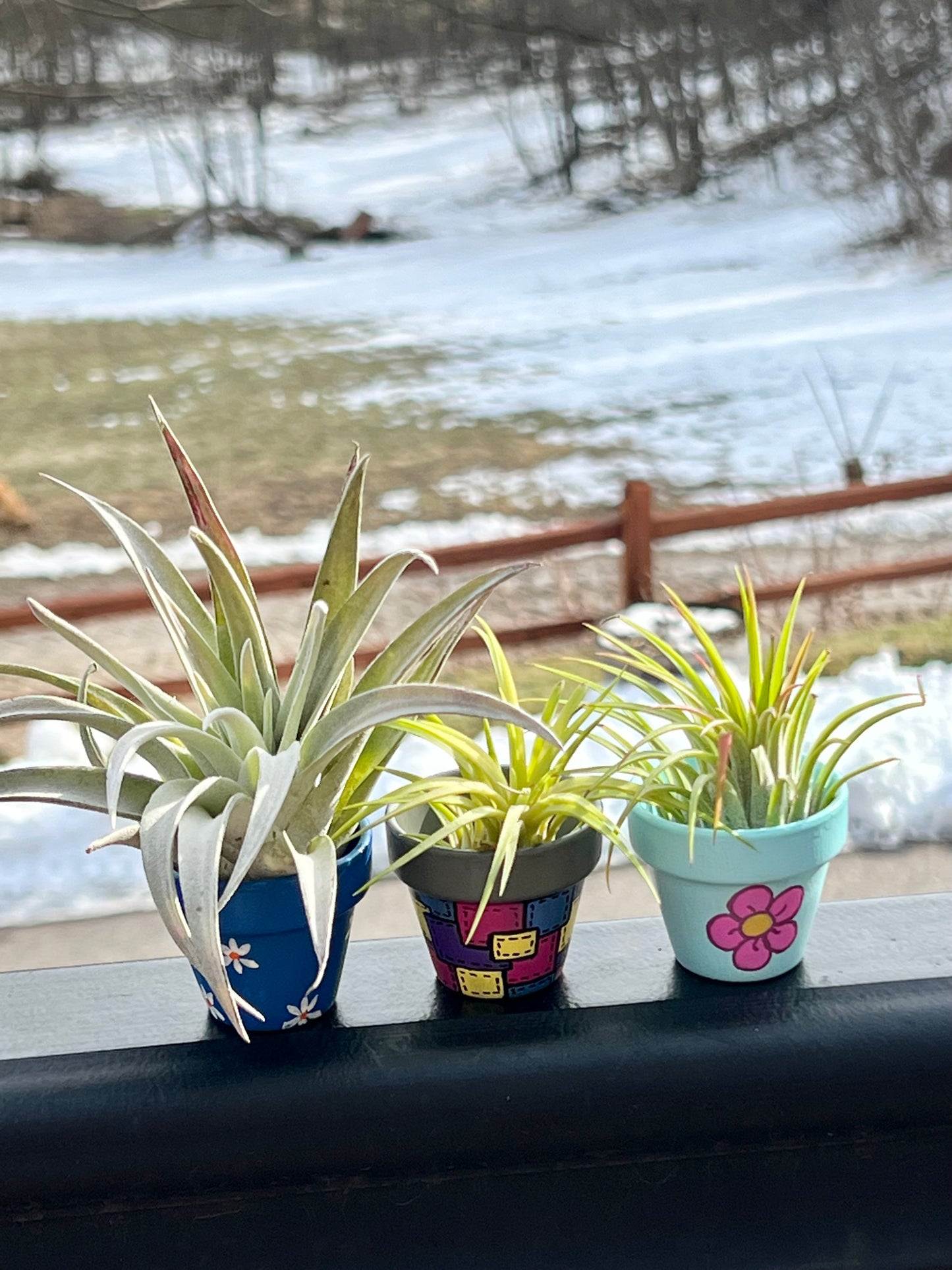 Hand-Painted Plant Pots with Assorted Air Plant